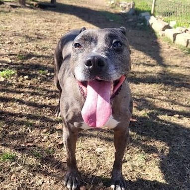 Haylee, a Adoptable mixed breed in Ransomville, NY image 1/6