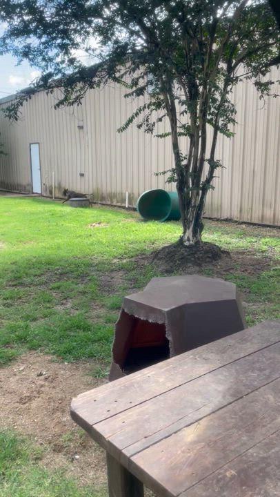 Haylee, a Adoptable mixed breed in Ransomville, NY image 5/6