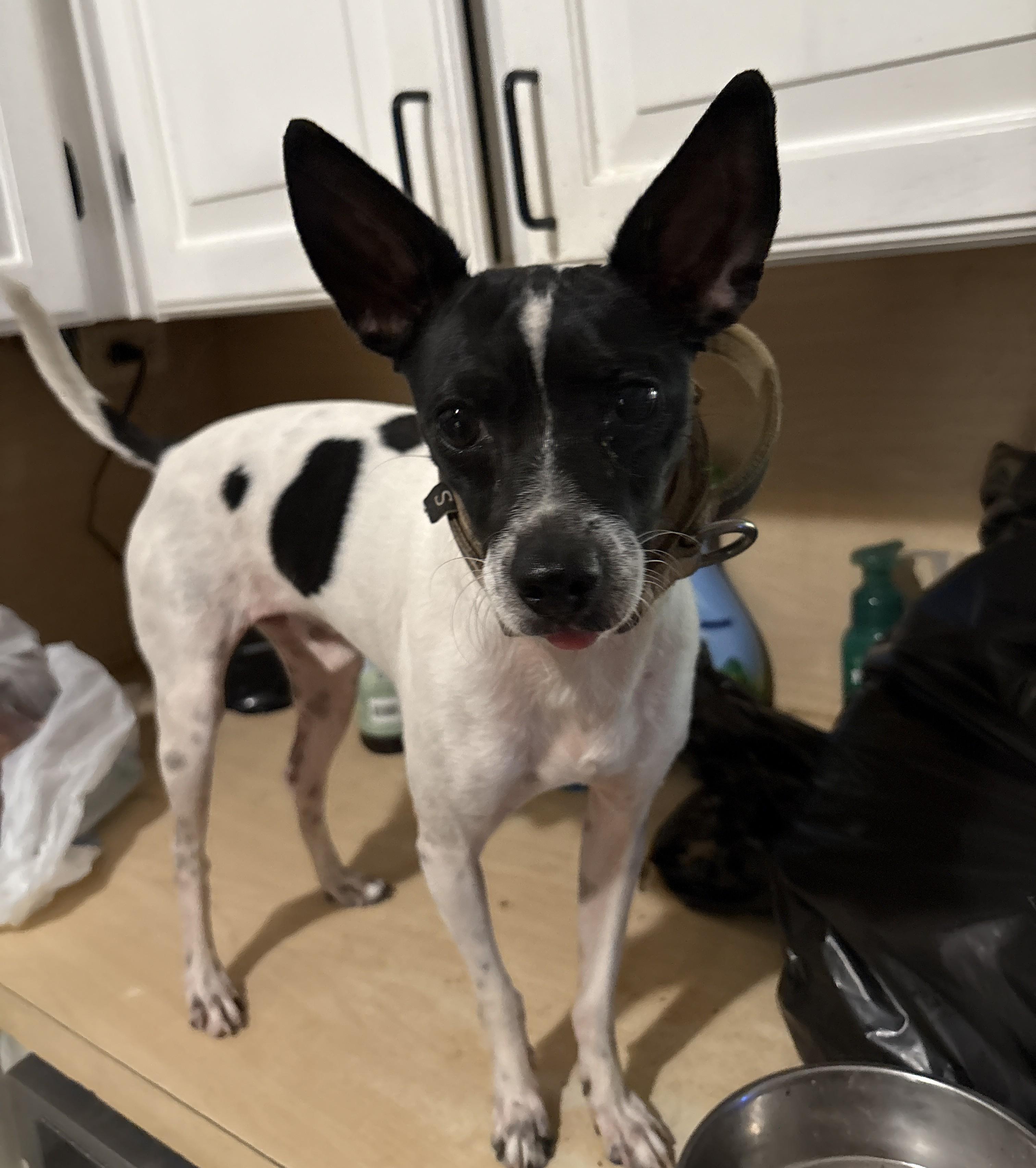 Ted, Adoptable, Young Male Terrier.