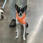 Ted, Adoptable, Young Male Terrier.