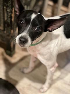 Ted, Adoptable, Young Male Terrier.