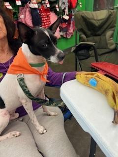 Ted, Adoptable, Young Male Terrier.