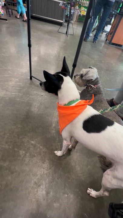 Enlarge Ted, a Adoptable mixed breed in Weatherford, TX video 3/4