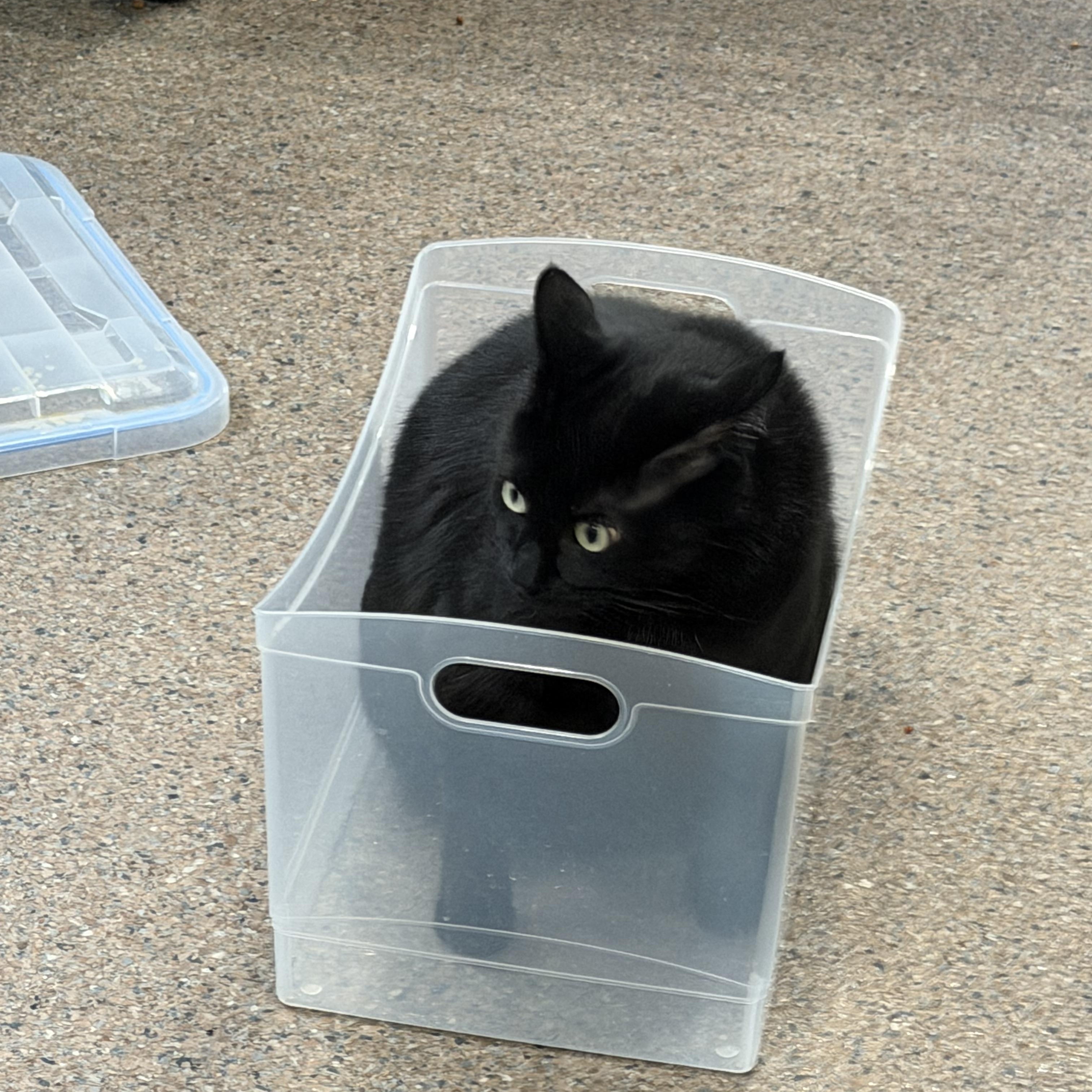 Enlarge Clark, a ADOPTABLE Domestic Short Hair in Sault Sainte Marie, MI image 2/6