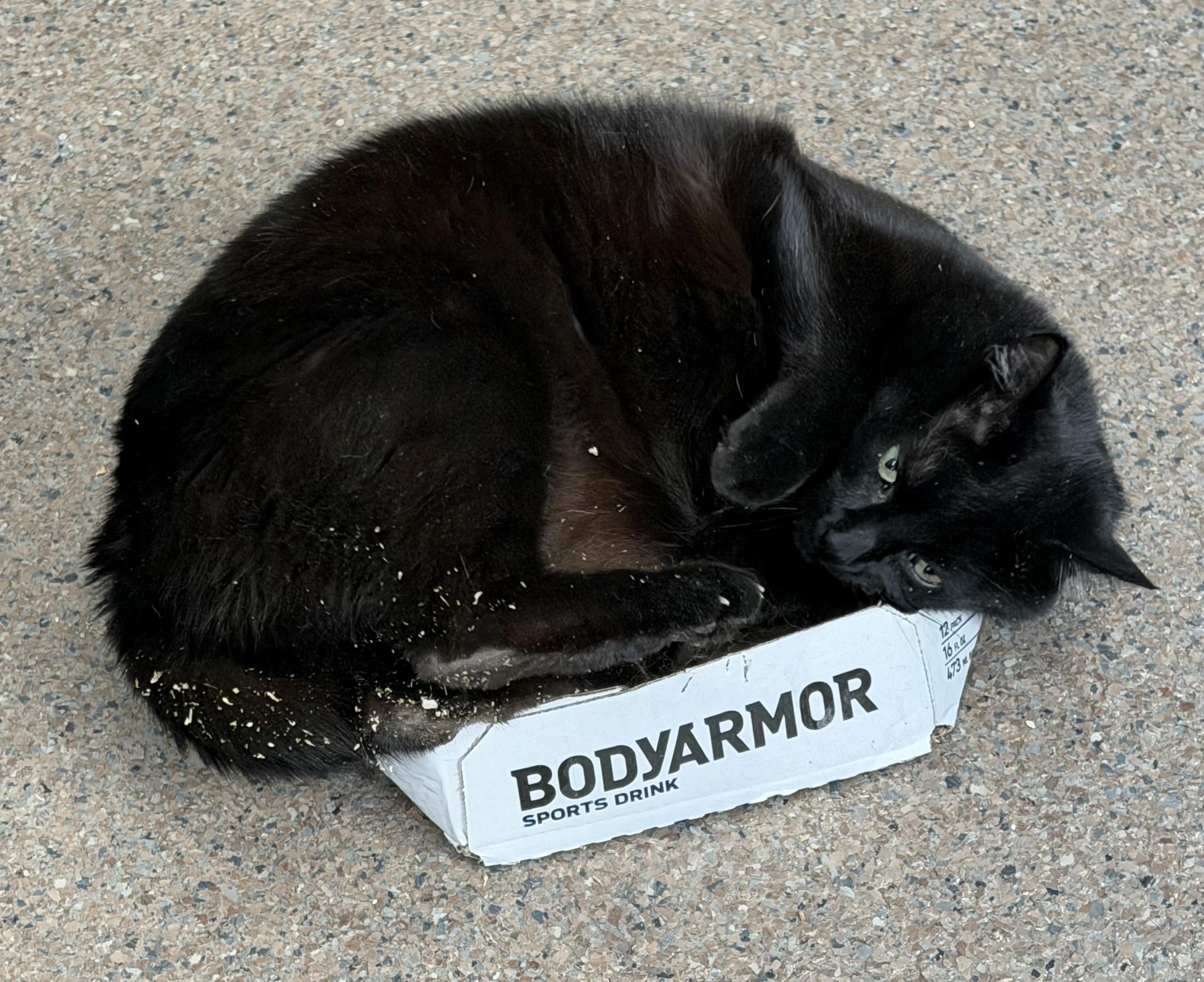 Enlarge Clark, a ADOPTABLE Domestic Short Hair in Sault Sainte Marie, MI image 4/6