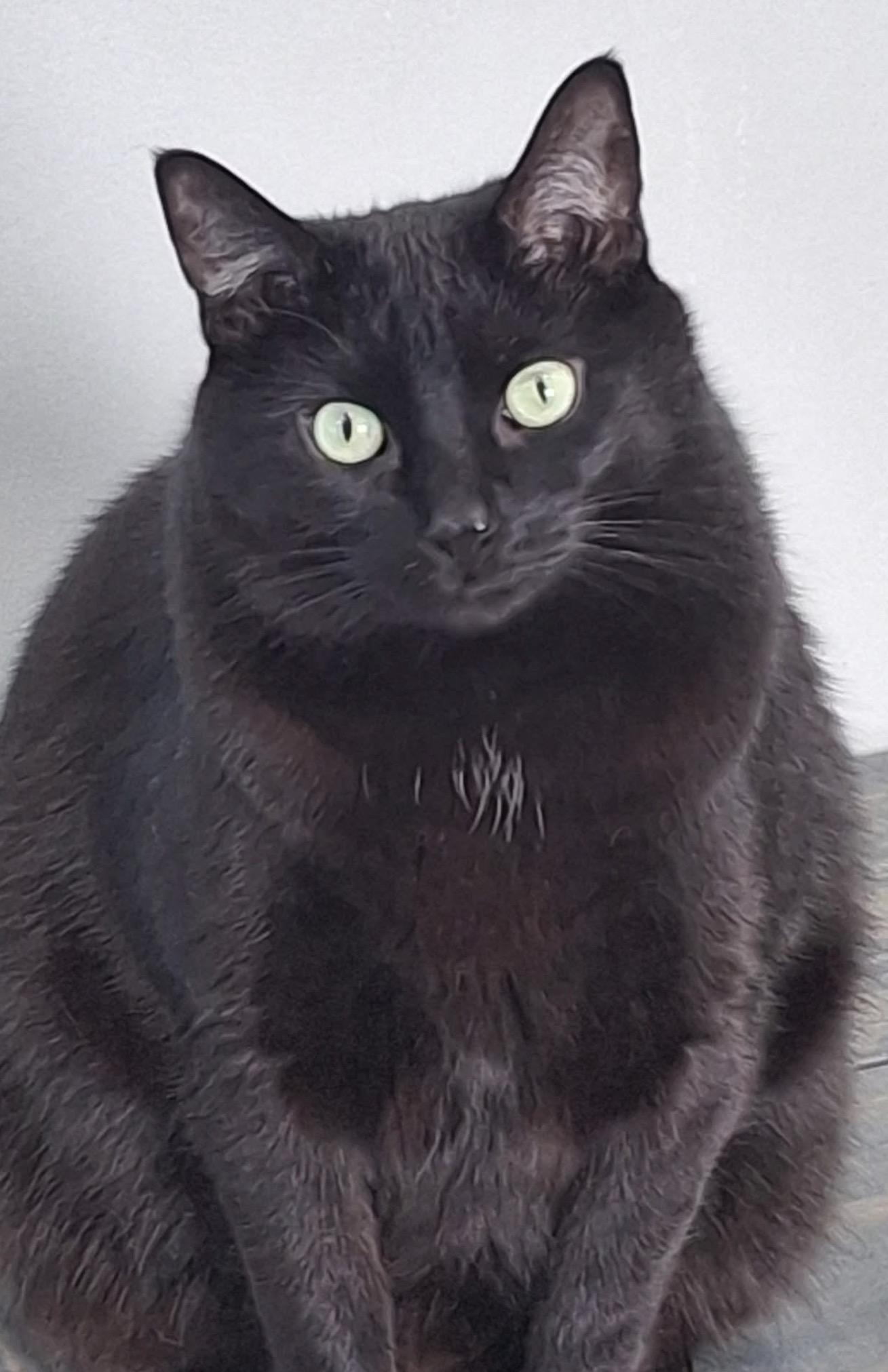 Clark, ADOPTABLE, Adult Male Domestic Short Hair.