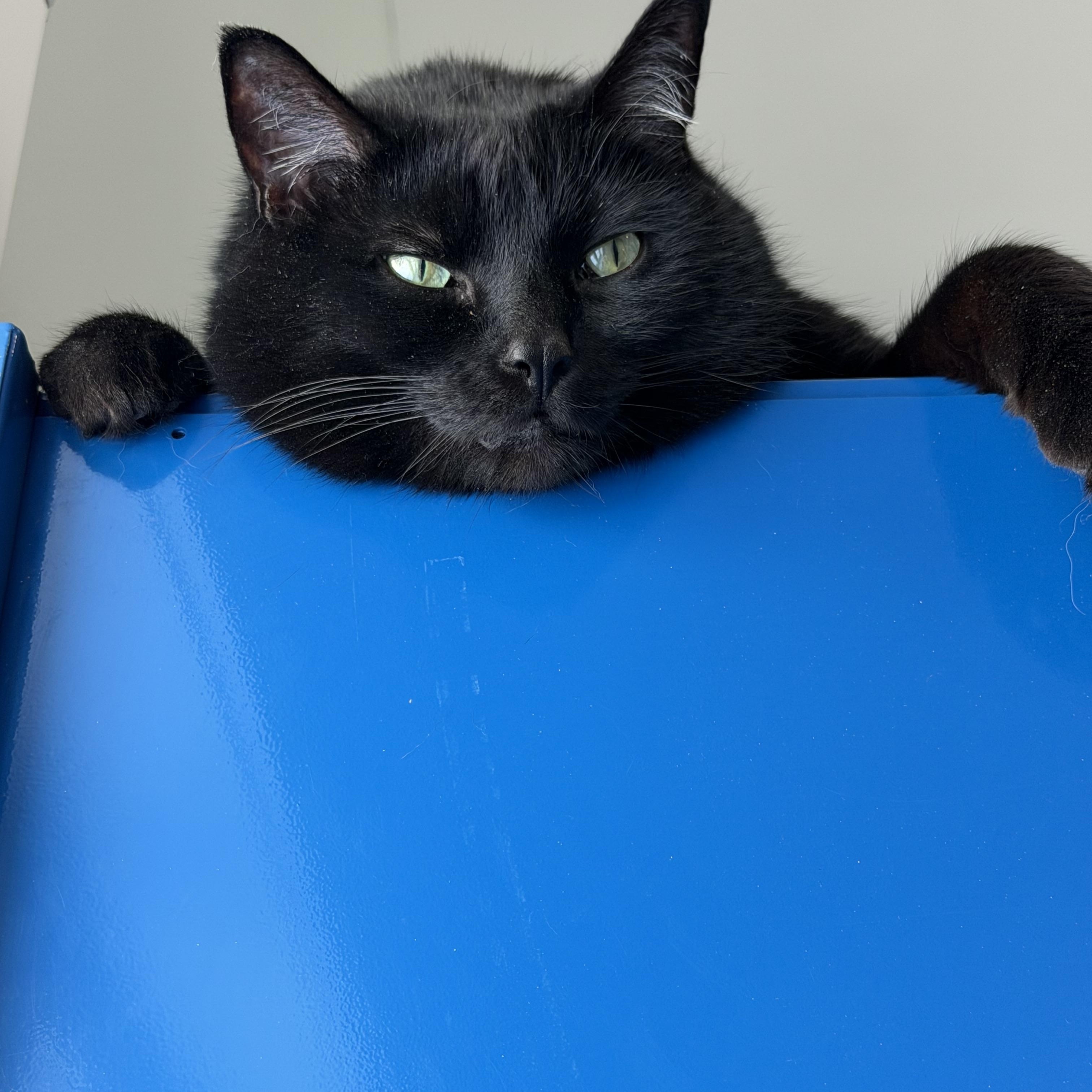 Enlarge Clark, a ADOPTABLE Domestic Short Hair in Sault Sainte Marie, MI image 6/6