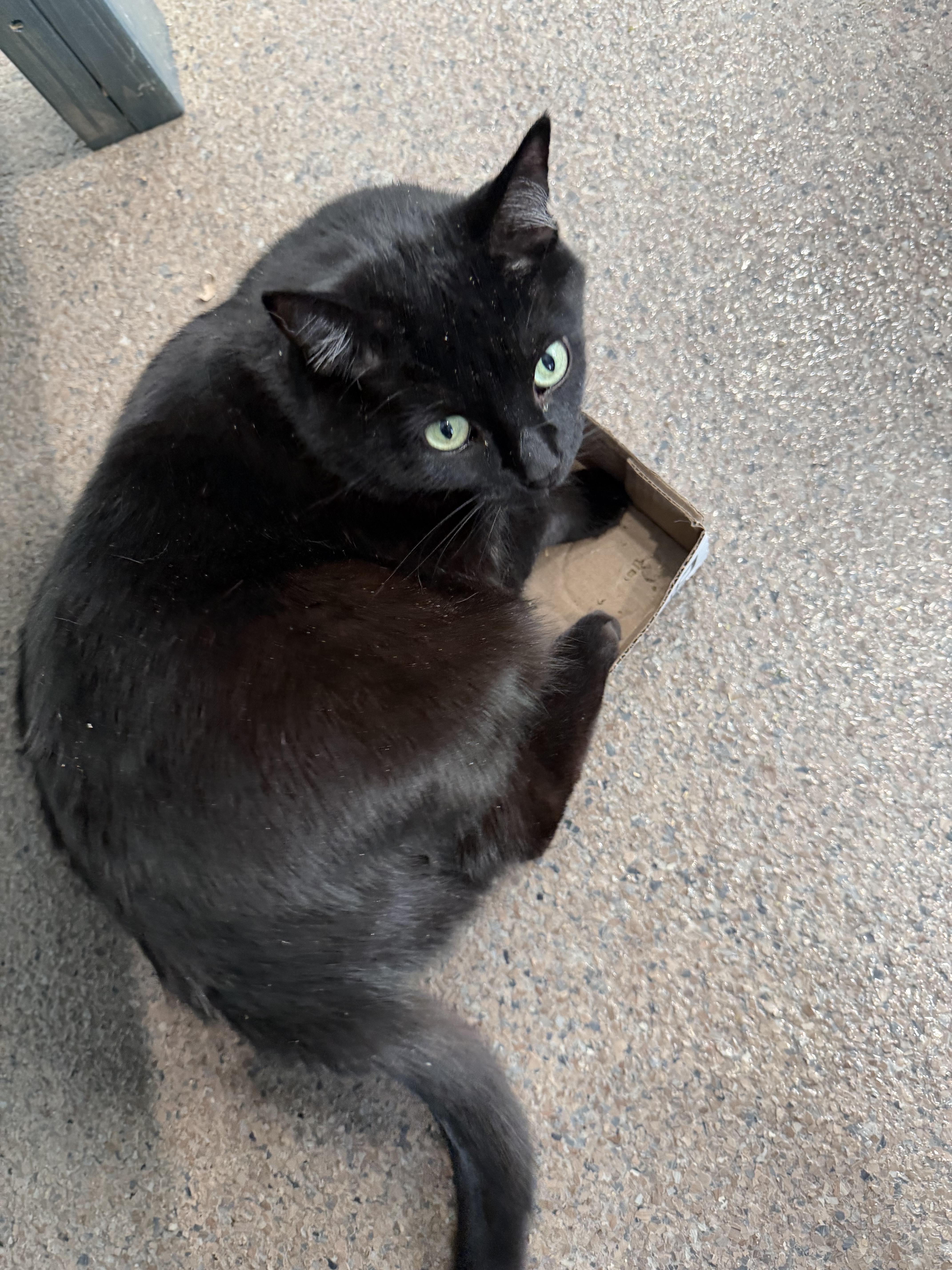 Enlarge Clark, a ADOPTABLE Domestic Short Hair in Sault Sainte Marie, MI image 3/6