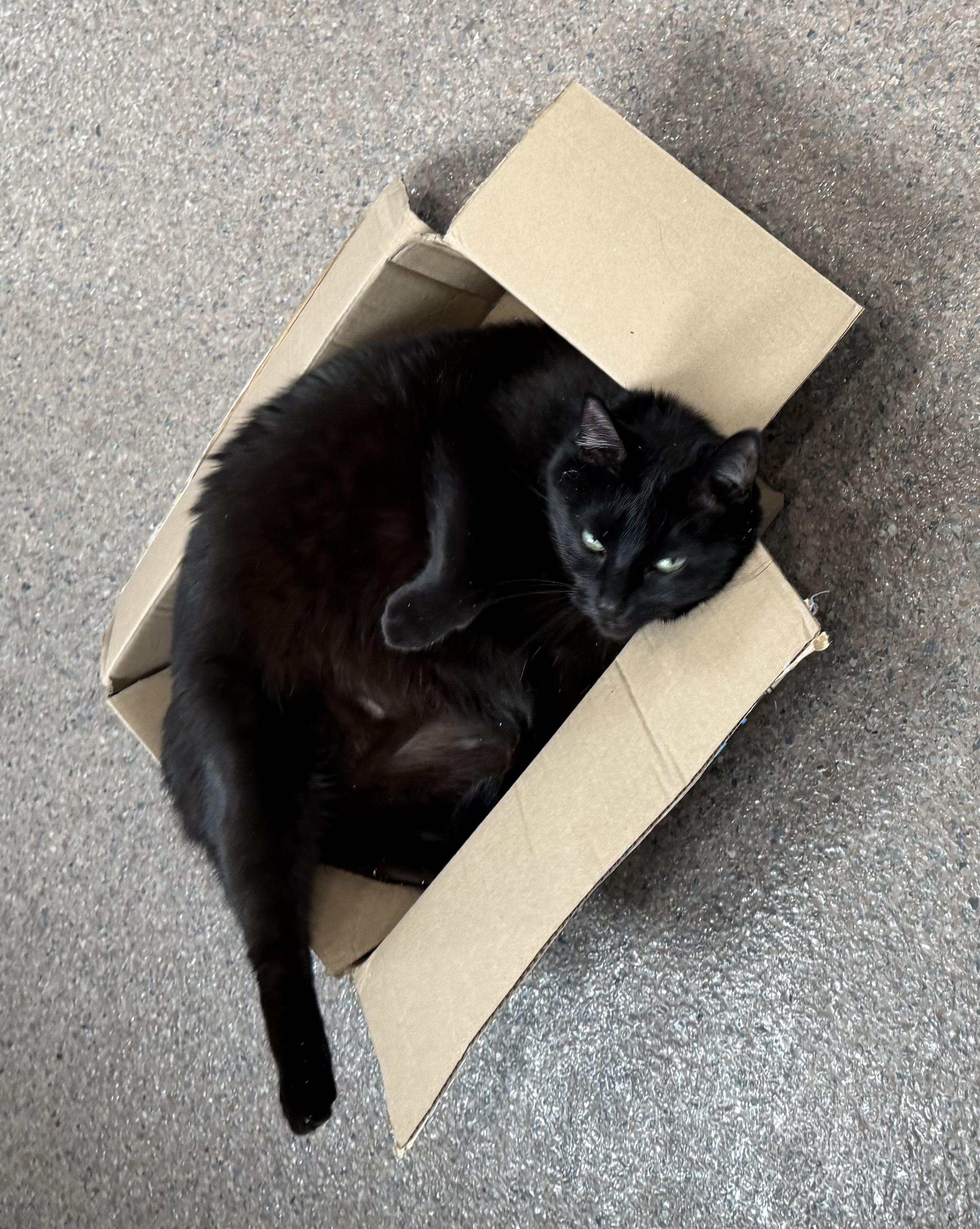 Enlarge Clark, a ADOPTABLE Domestic Short Hair in Sault Sainte Marie, MI image 5/6