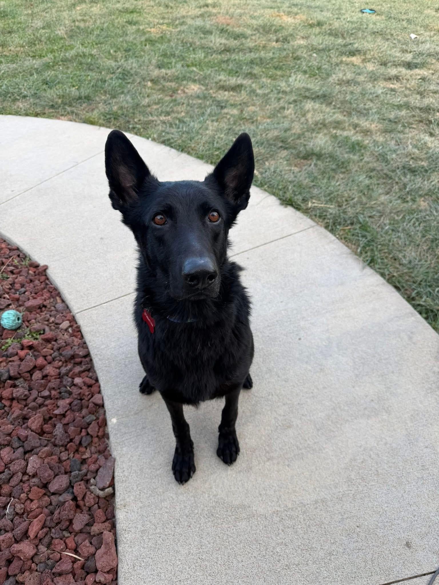 Paxton, Adoptable, Adult Male German Shepherd Dog.