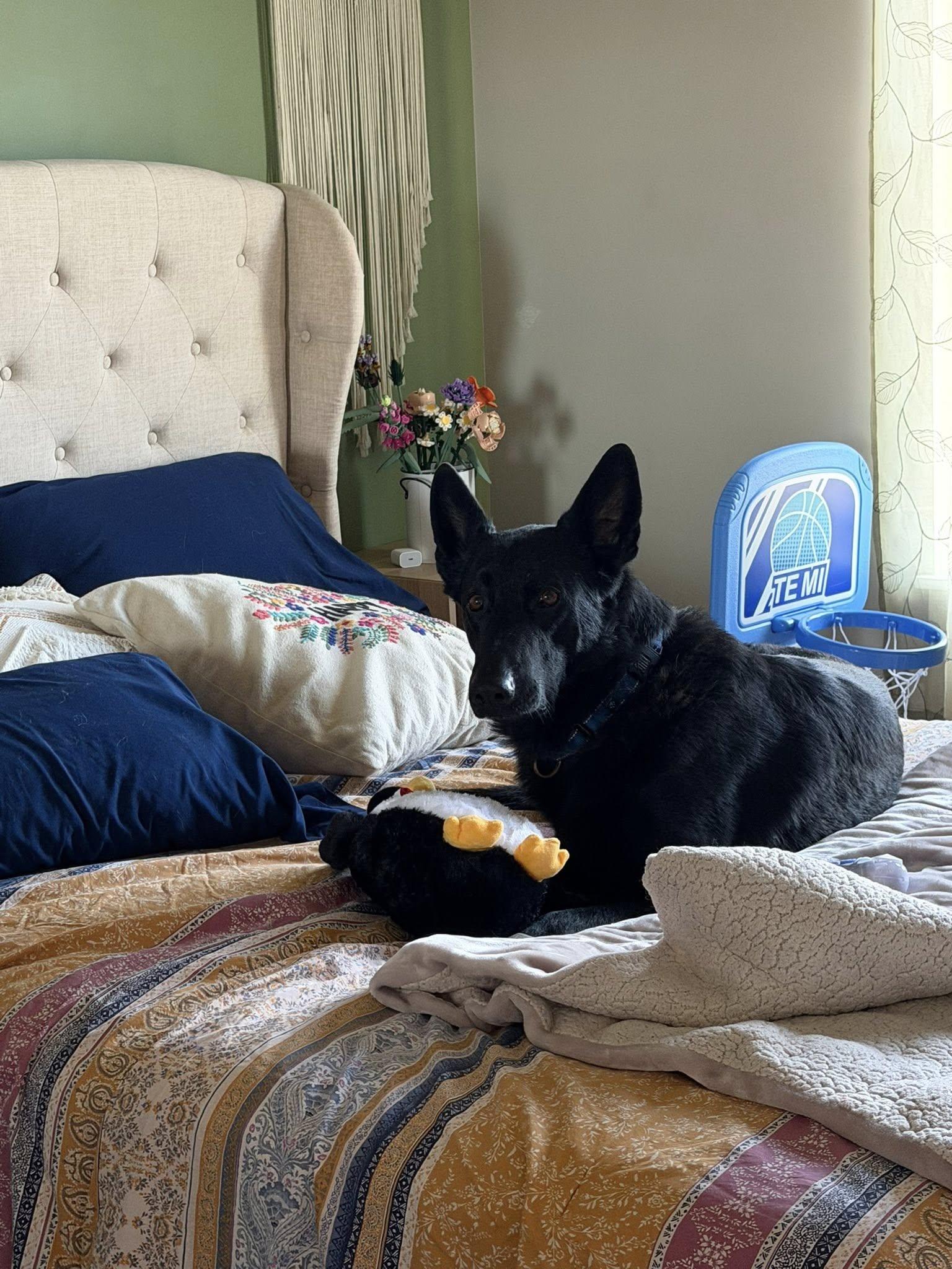 Enlarge Paxton, an adoptable mixed breed in Columbia, MO image 4/5