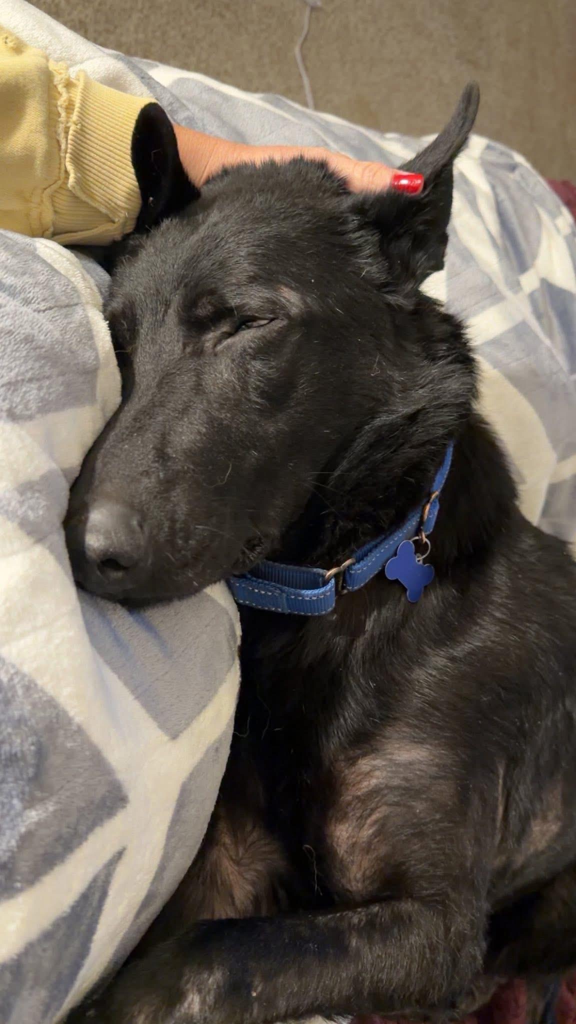 Enlarge Paxton, a Adoptable mixed breed in Columbia, MO image 2/5