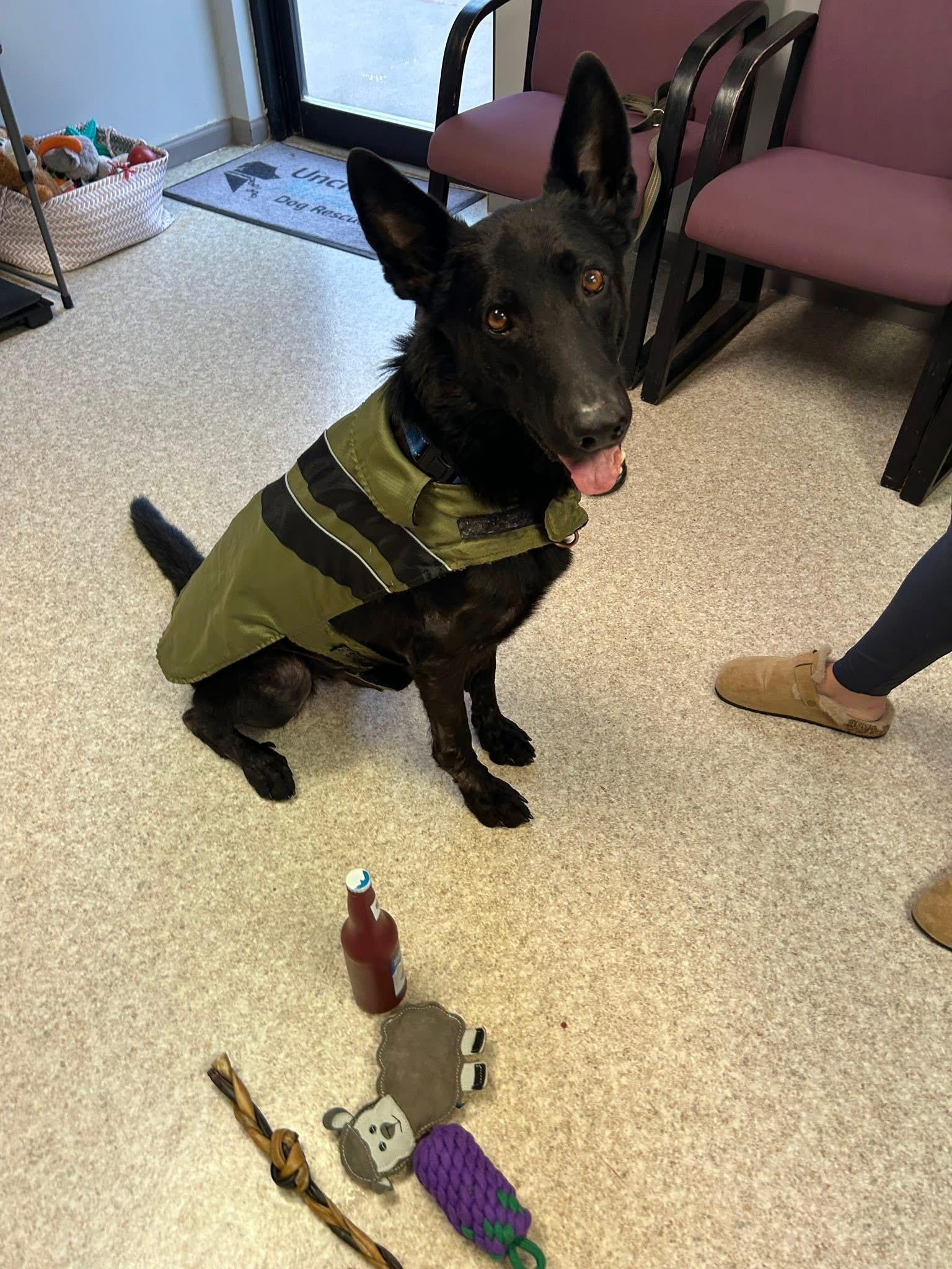 Enlarge Paxton, a Adoptable mixed breed in Columbia, MO image 4/5