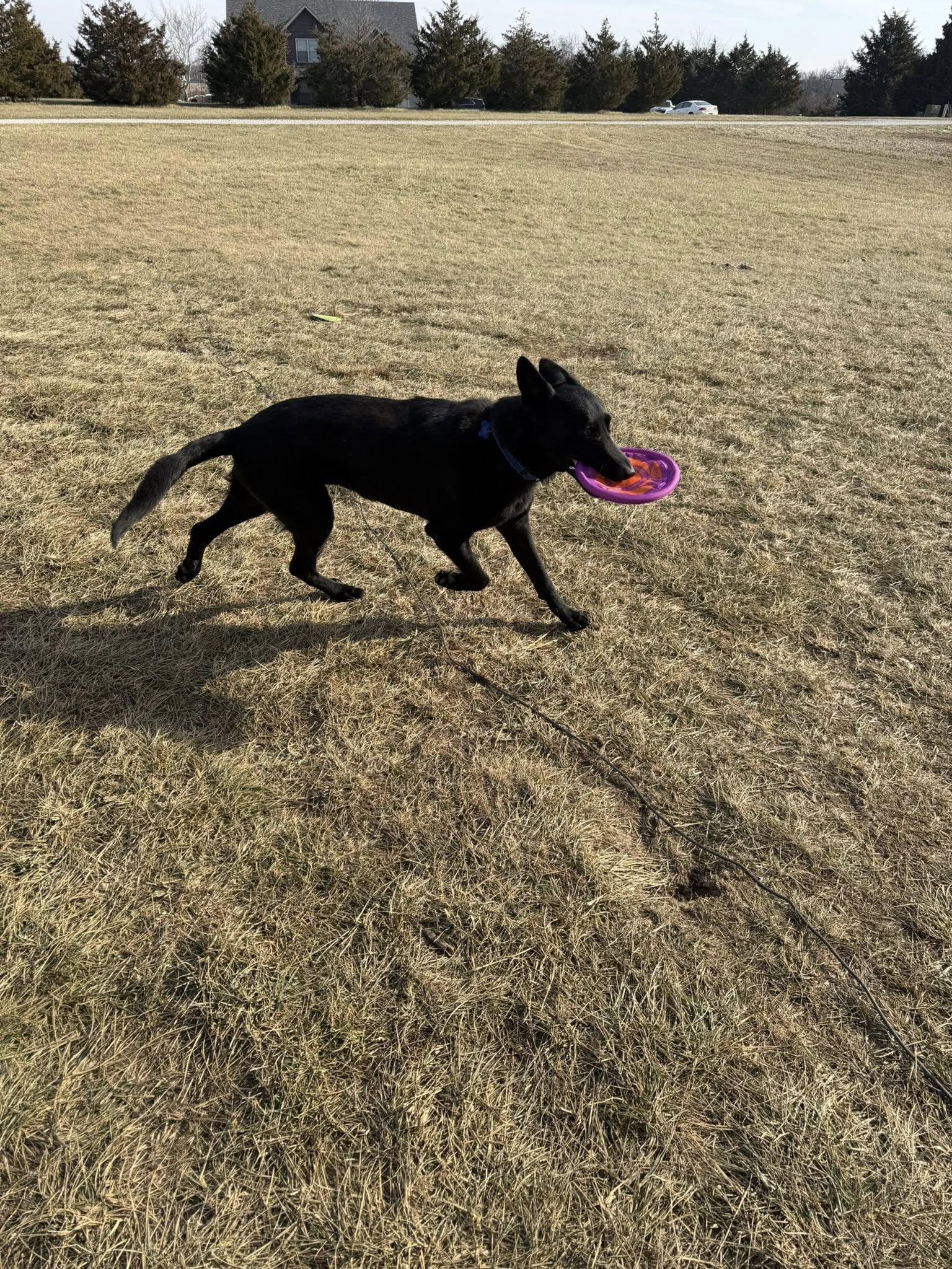 Enlarge Paxton, an adoptable mixed breed in Columbia, MO image 3/5