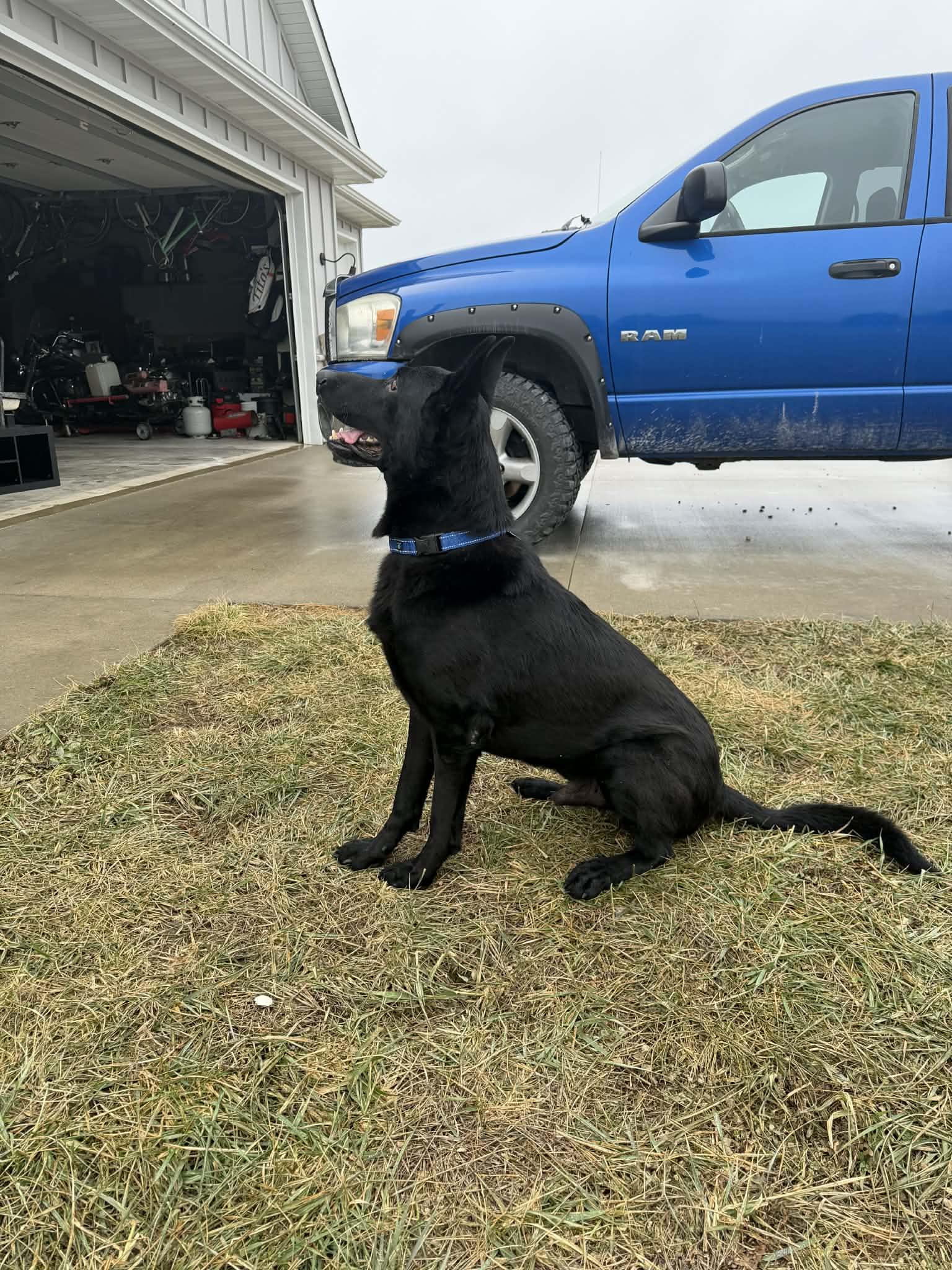 Enlarge Paxton, an adoptable mixed breed in Columbia, MO image 2/5