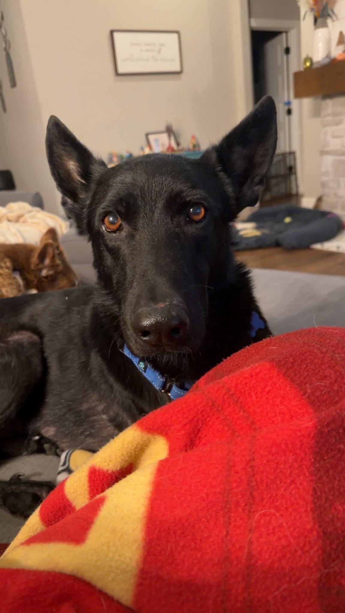 Enlarge Paxton, a Adoptable mixed breed in Columbia, MO image 5/5