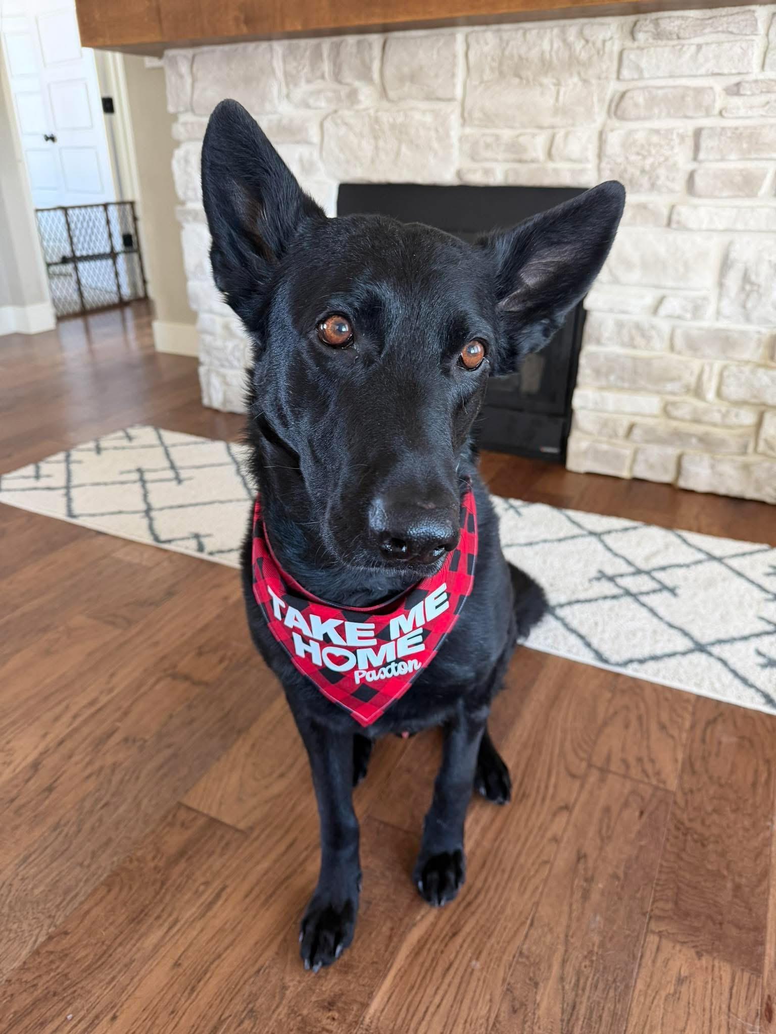 Paxton, an adoptable mixed breed in Columbia, MO image 1/5