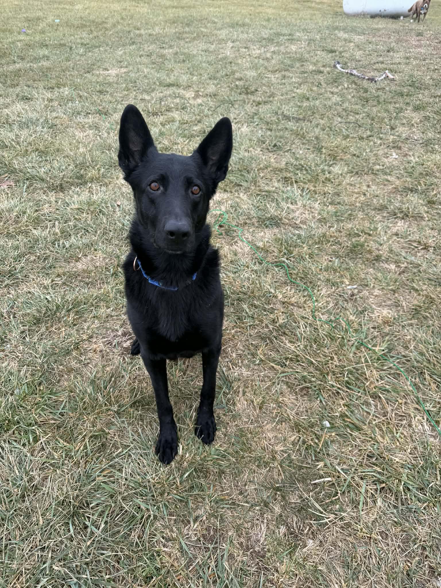Enlarge Paxton, an adoptable mixed breed in Columbia, MO image 1/5