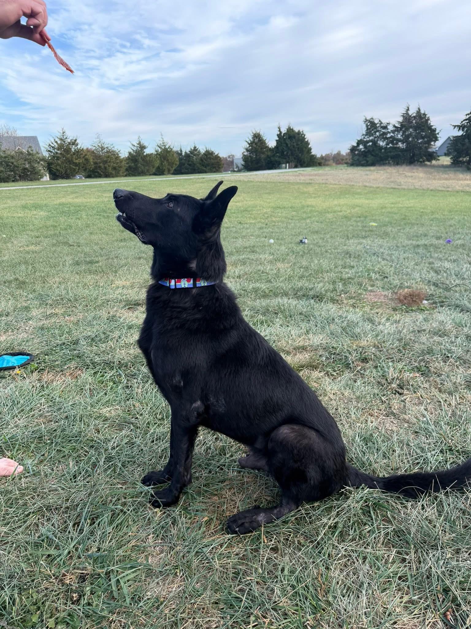 Enlarge Paxton, a Adoptable mixed breed in Columbia, MO image 3/5