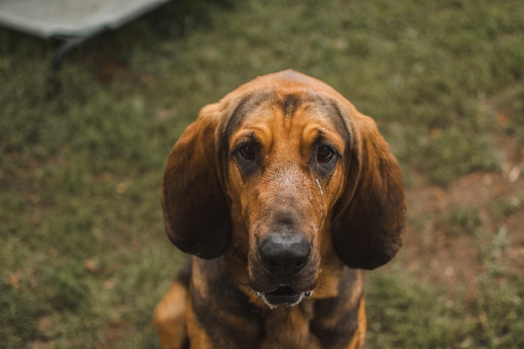 Delbert, Adopted, Adult Male Bloodhound.