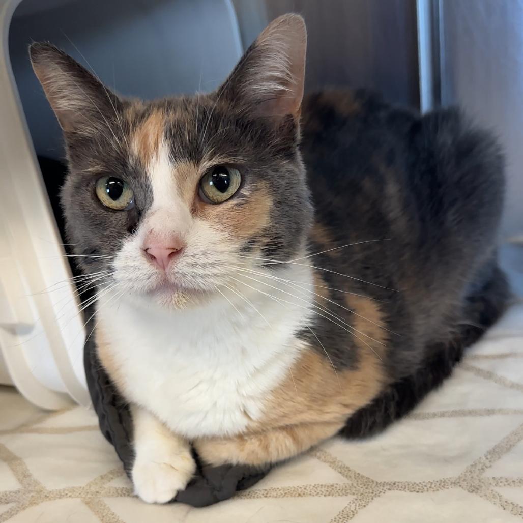 BT, Adoptable, Senior Female Domestic Short Hair.