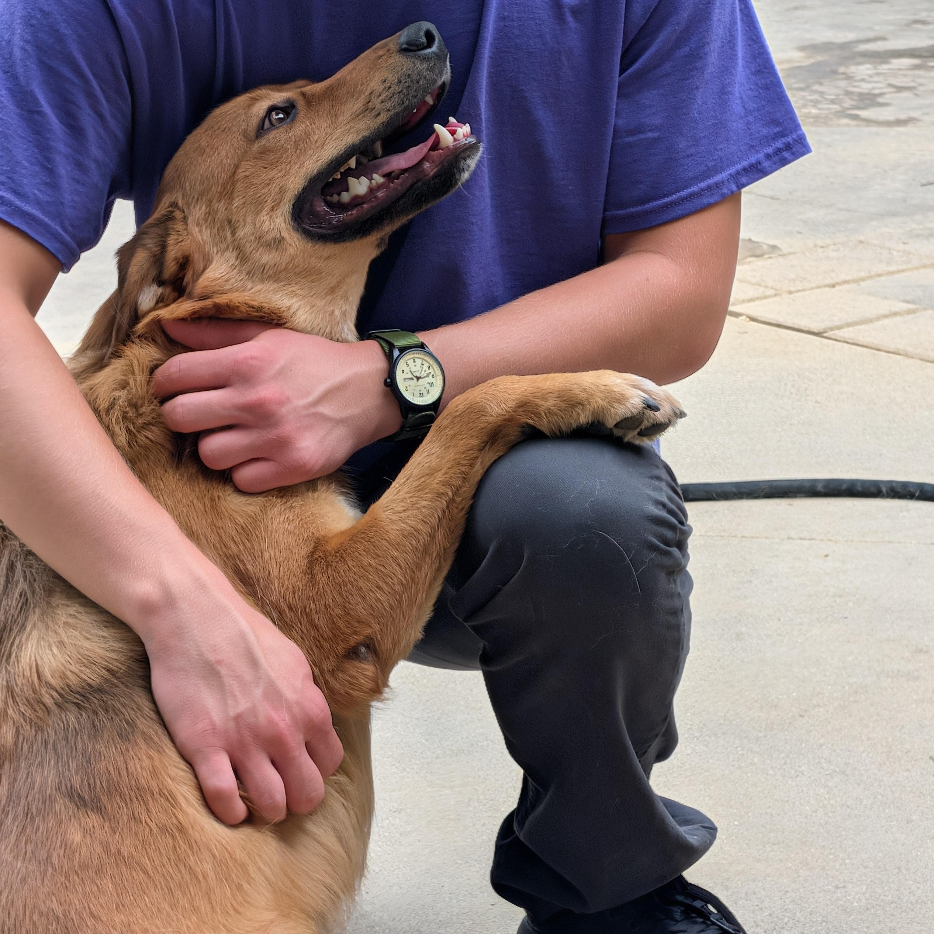 Enlarge Rudy, a Adoptable mixed breed in Perris, CA image 3/6
