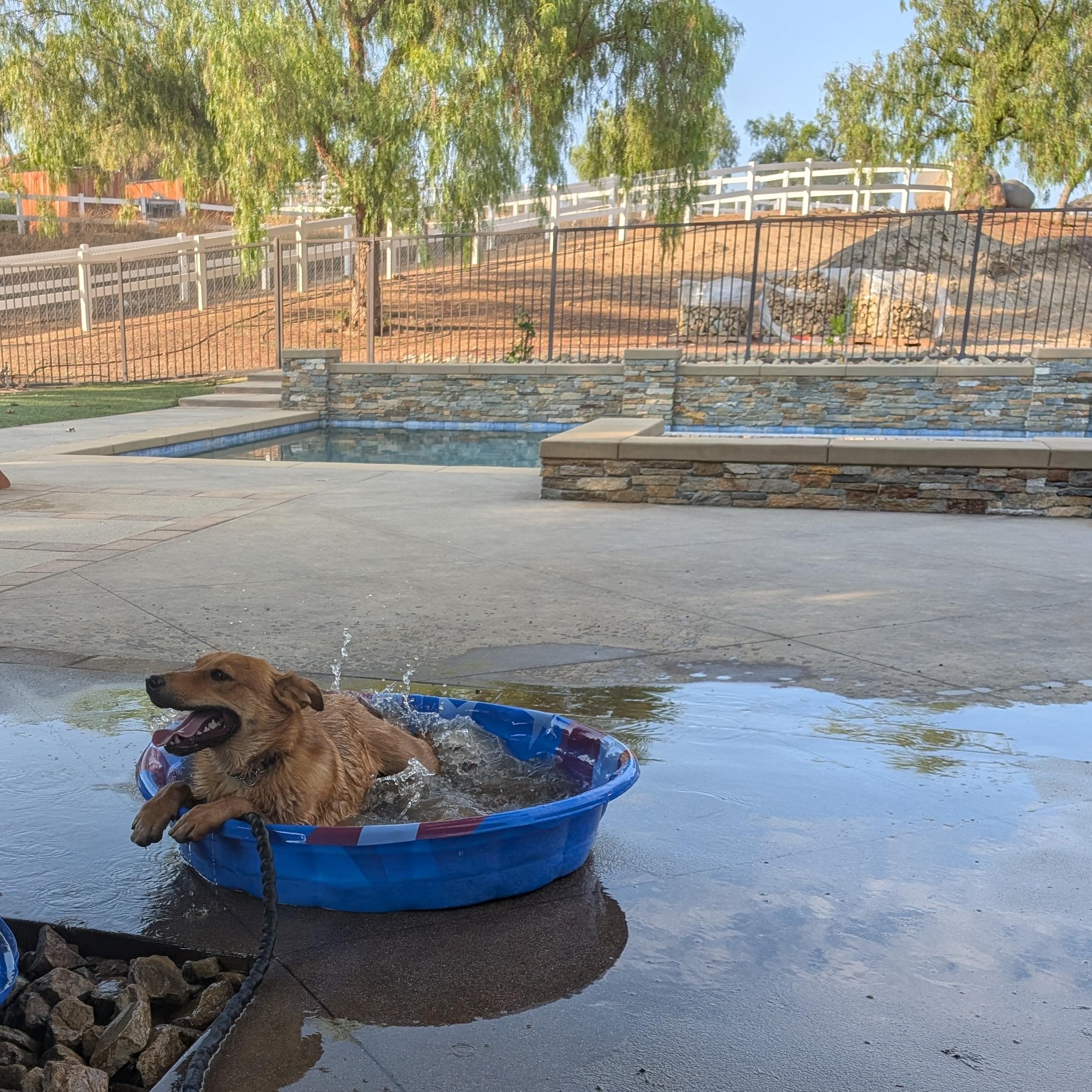 Enlarge Rudy, a Adoptable mixed breed in Perris, CA image 2/3