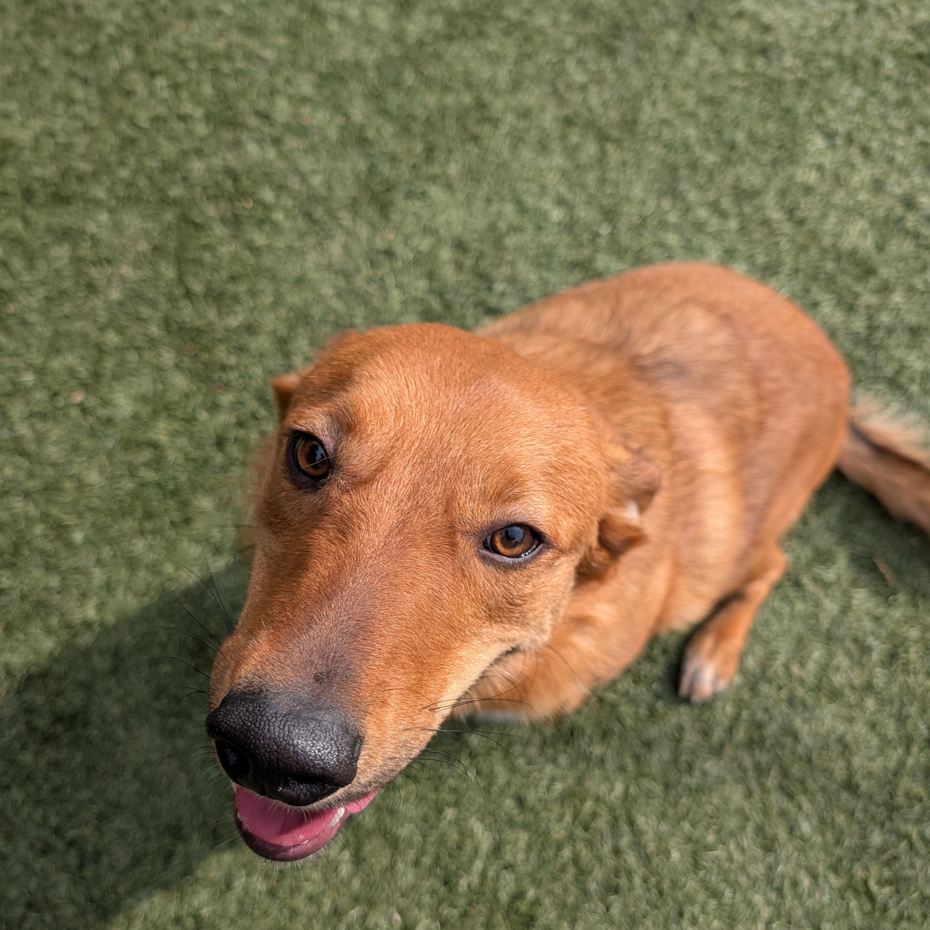 Enlarge Rudy, a Adoptable mixed breed in Perris, CA image 2/6