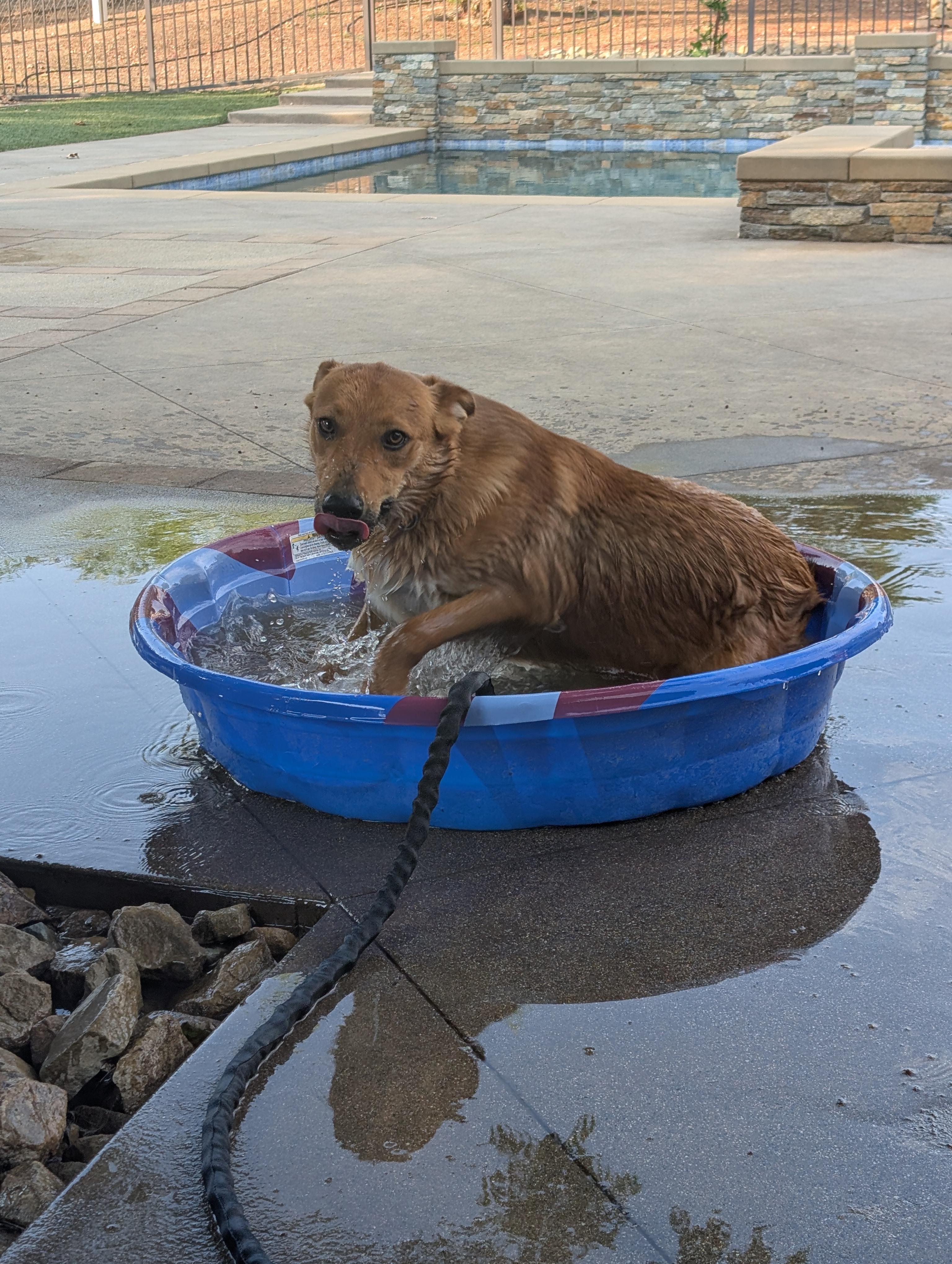 Rudy, Adoptable, Young Male Australian Shepherd & Belgian Shepherd / Malinois.