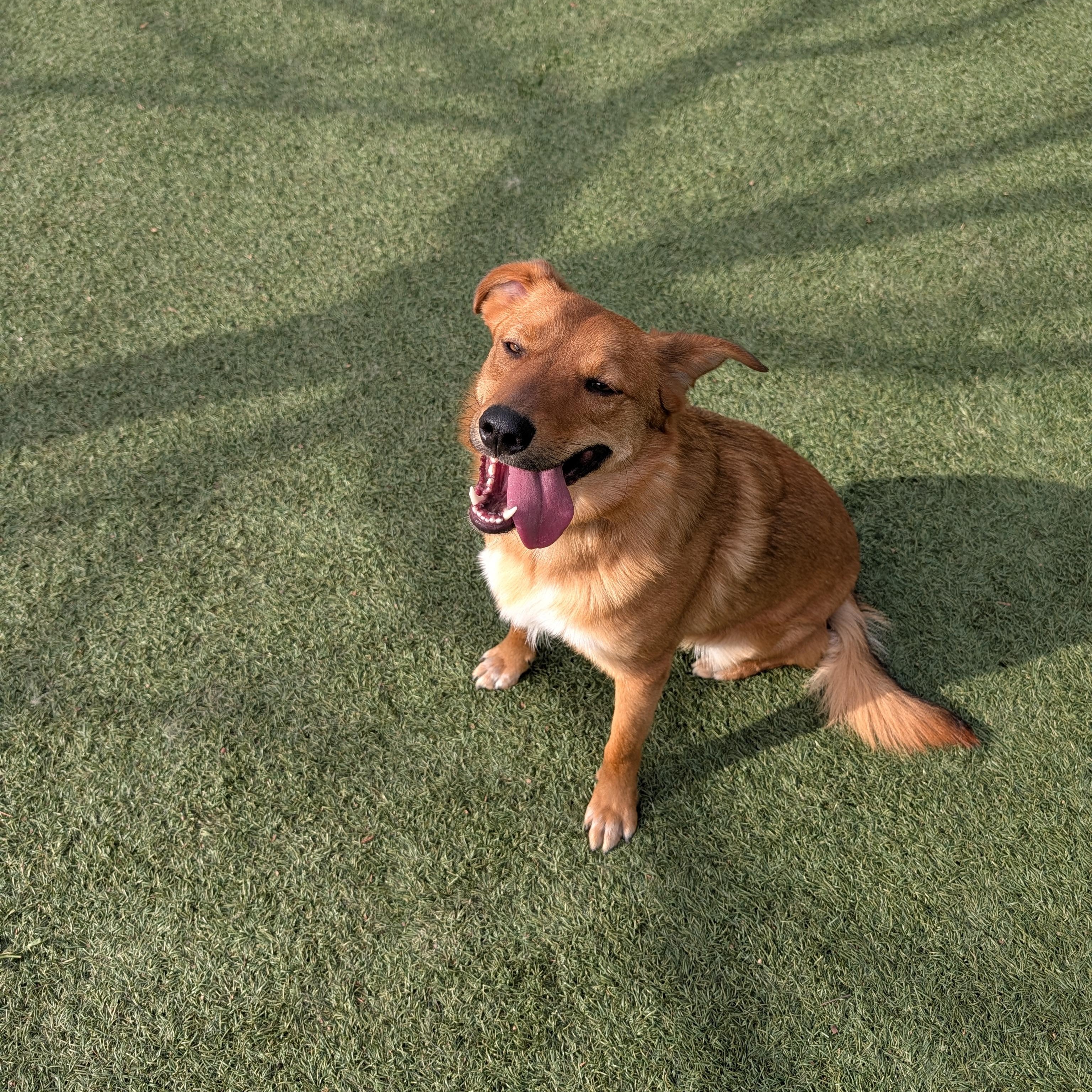 Enlarge Rudy, a Adoptable mixed breed in Perris, CA image 1/6