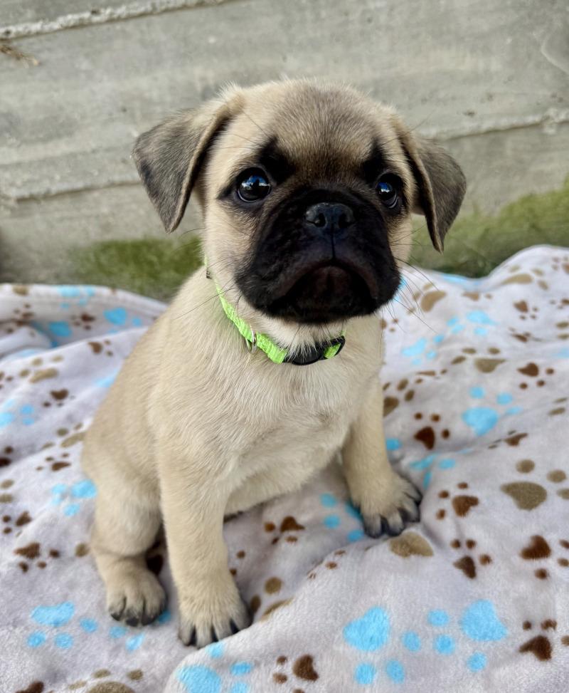 Enlarge Bradford, a Adoptable mixed breed in Valley Village, CA image 2/6