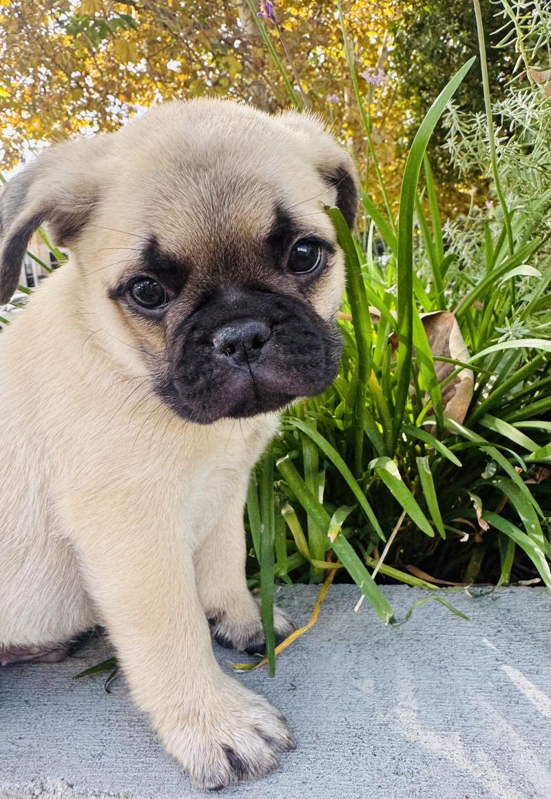 Enlarge Bradford, a Adoptable mixed breed in Valley Village, CA image 6/6