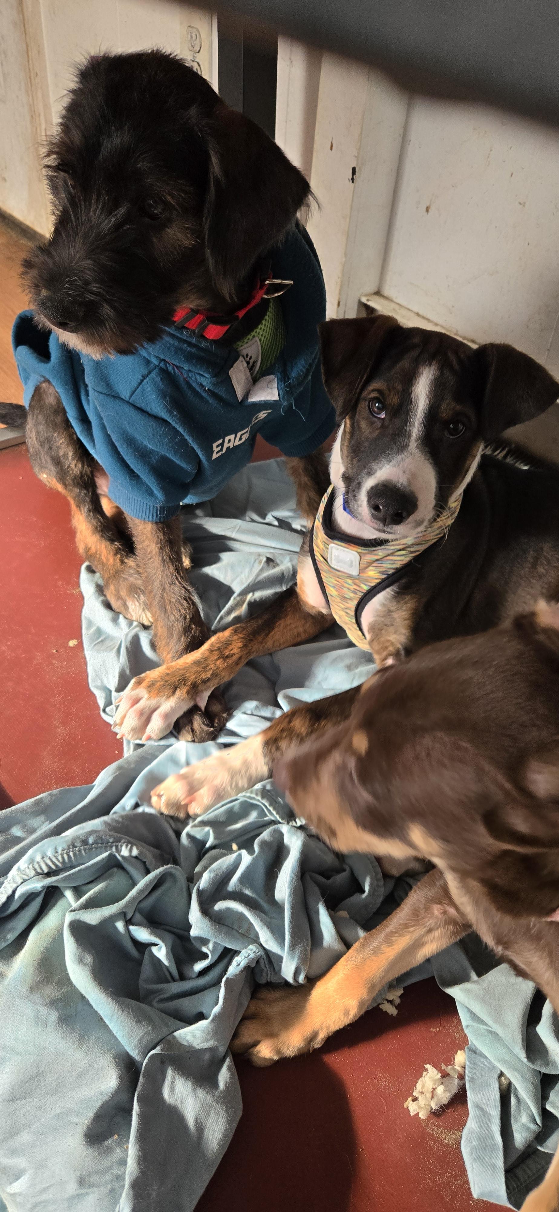 Enlarge Benny, a ADOPTABLE mixed breed in New York, NY image 5/5