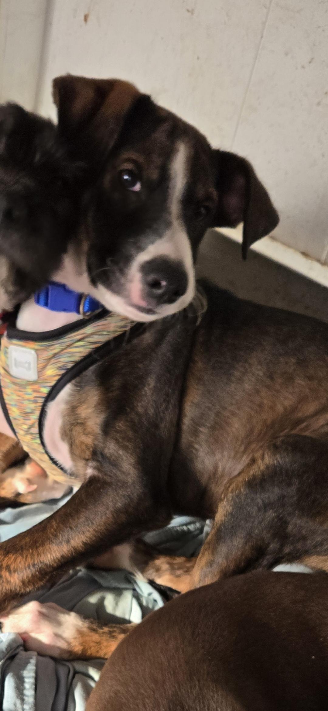 Enlarge Benny, a ADOPTABLE mixed breed in New York, NY image 2/5