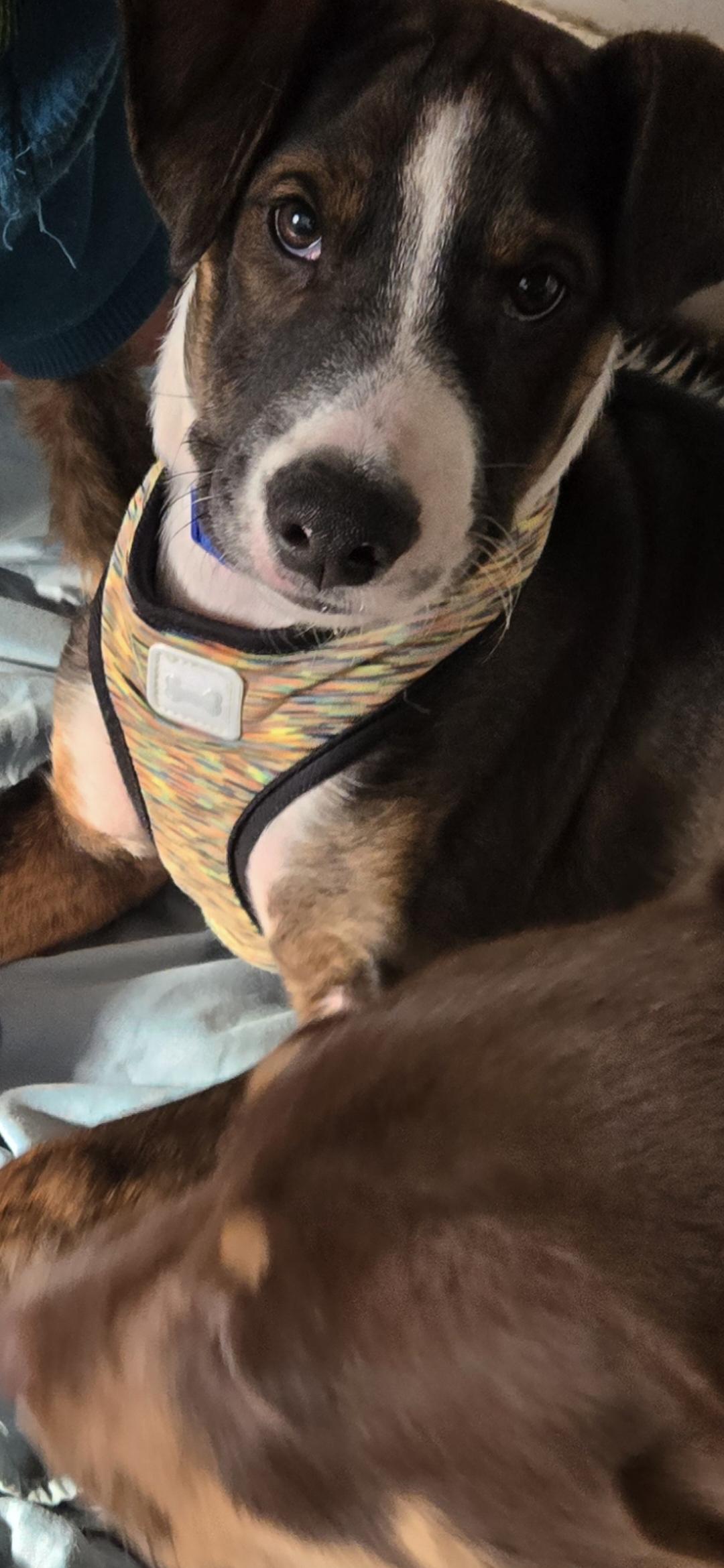 Enlarge Benny, a ADOPTABLE mixed breed in New York, NY image 4/5