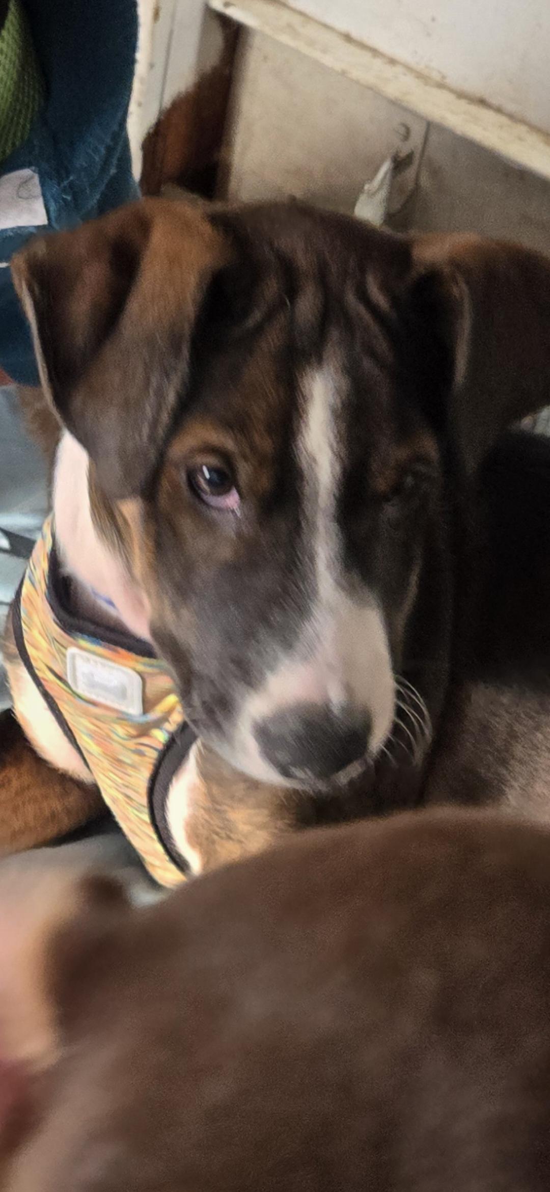 Enlarge Benny, a ADOPTABLE mixed breed in New York, NY image 3/5