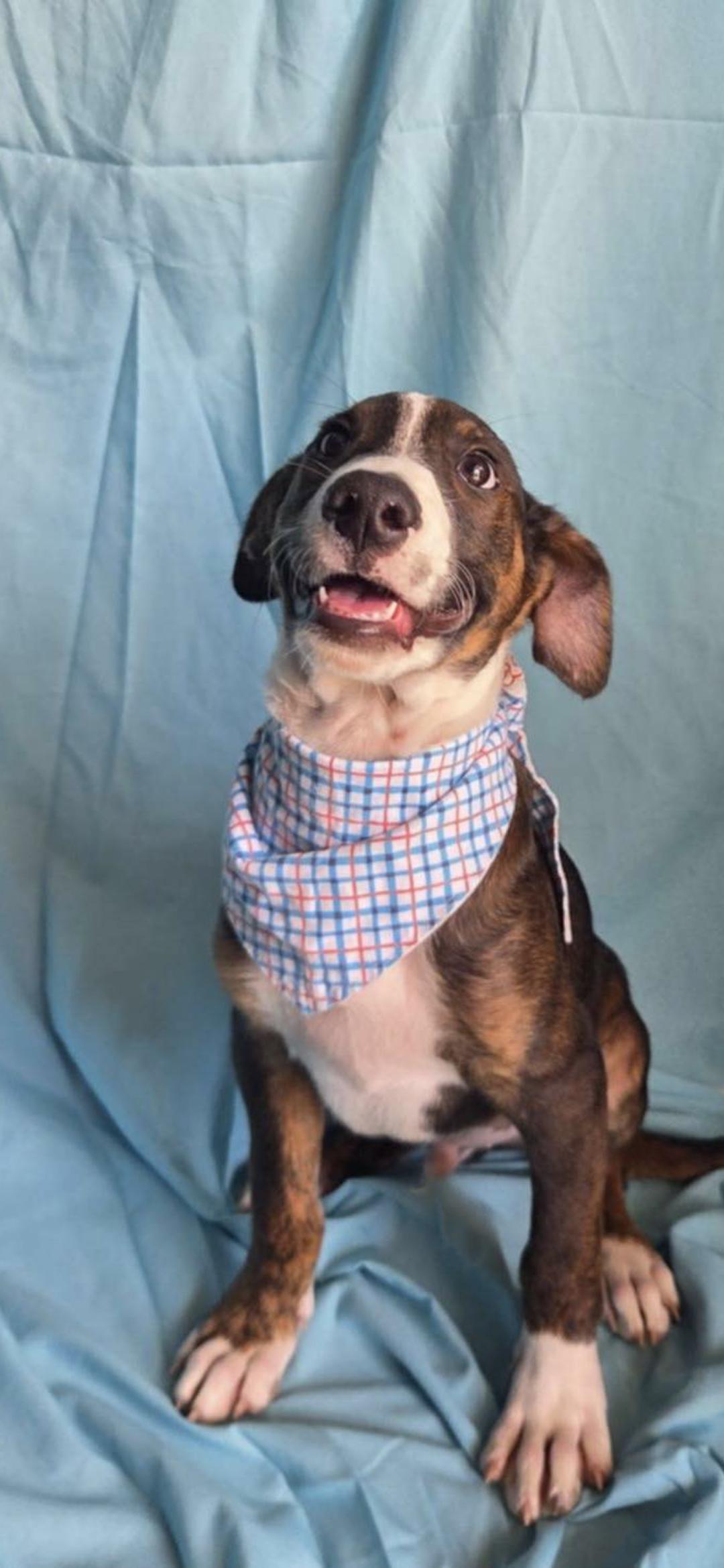Benny, ADOPTABLE, Puppy Male Dachshund.