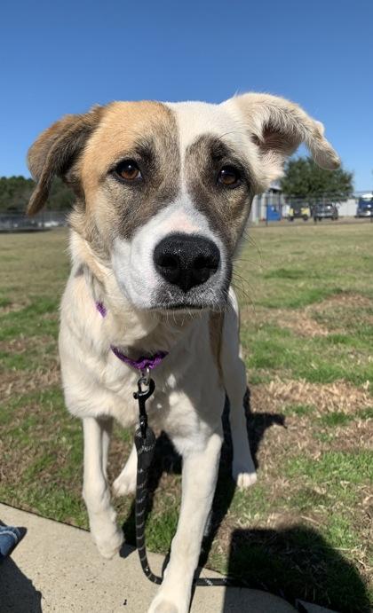Enlarge Sissy, a Adoptable mixed breed in Longview, TX image 1/3