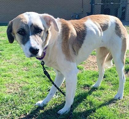 Enlarge Sissy, a Adoptable mixed breed in Longview, TX image 2/3