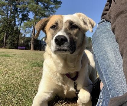 Enlarge Sissy, a Adoptable mixed breed in Longview, TX image 3/3