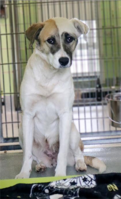 Sissy Lala, Adoptable, Young Female Anatolian Shepherd & Mixed Breed.