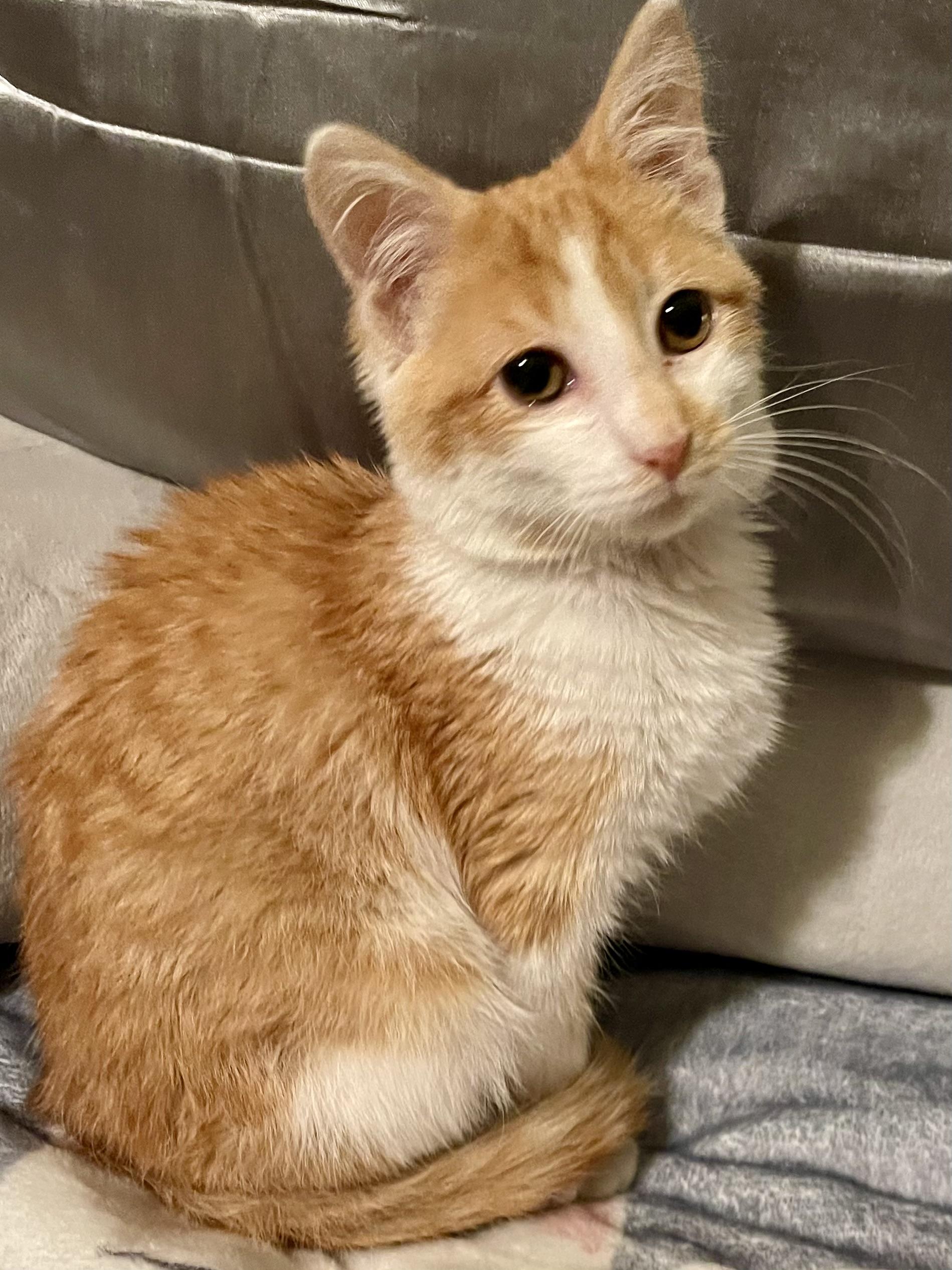 Marmalade, adopted, Kitten Male Domestic Short Hair & Tabby.