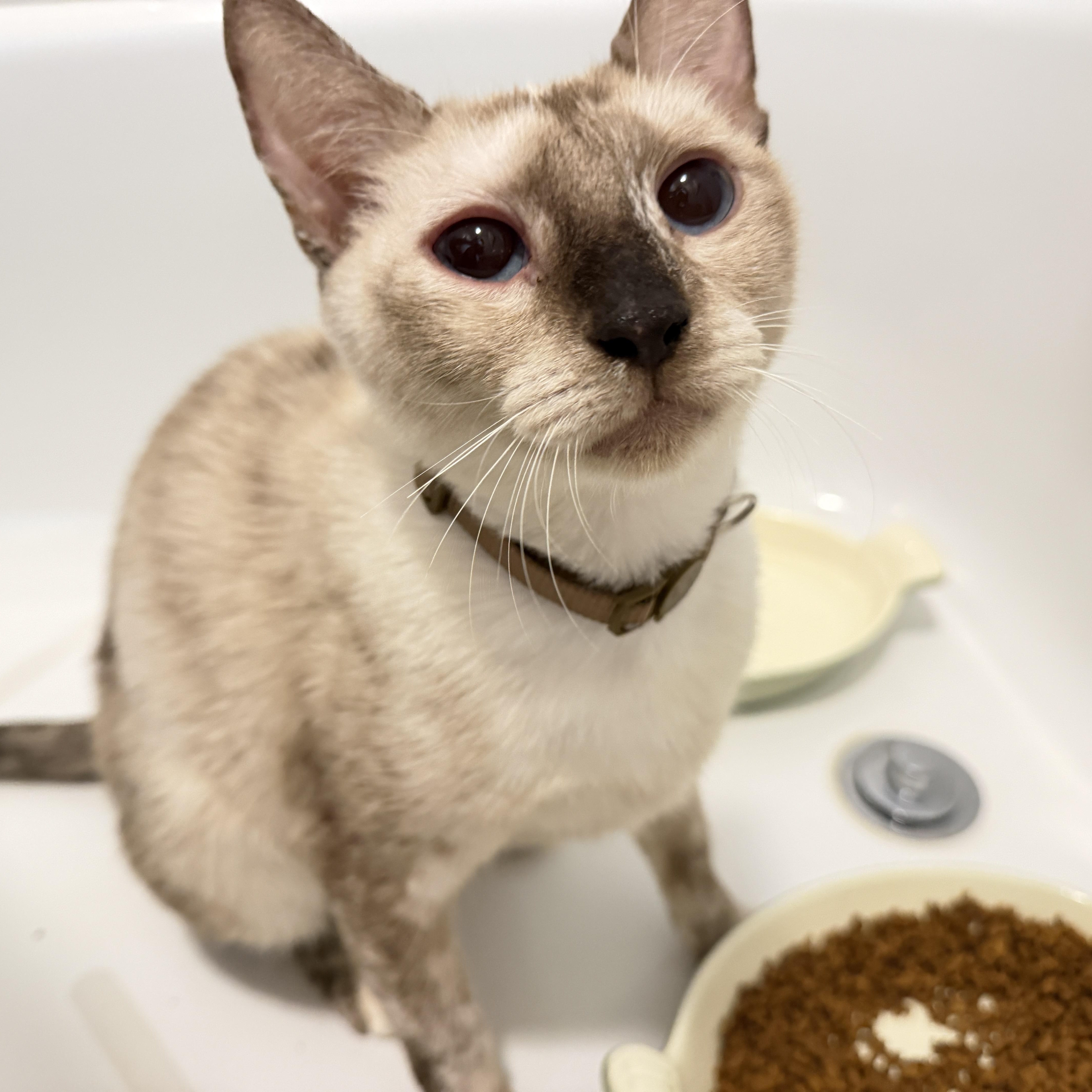 Enlarge Sage, a Adoptable mixed breed in Poughkeepsie, NY image 3/5