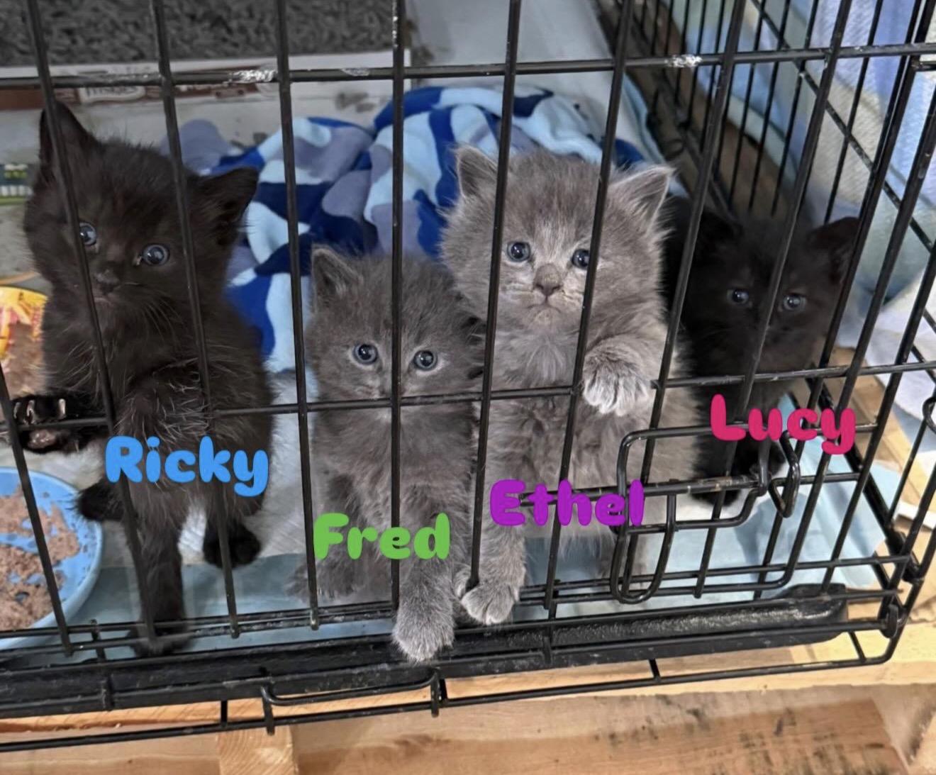 Enlarge Fred & Ricky, a Adoptable Domestic Medium Hair in Mechanicsburg, PA image 4/4