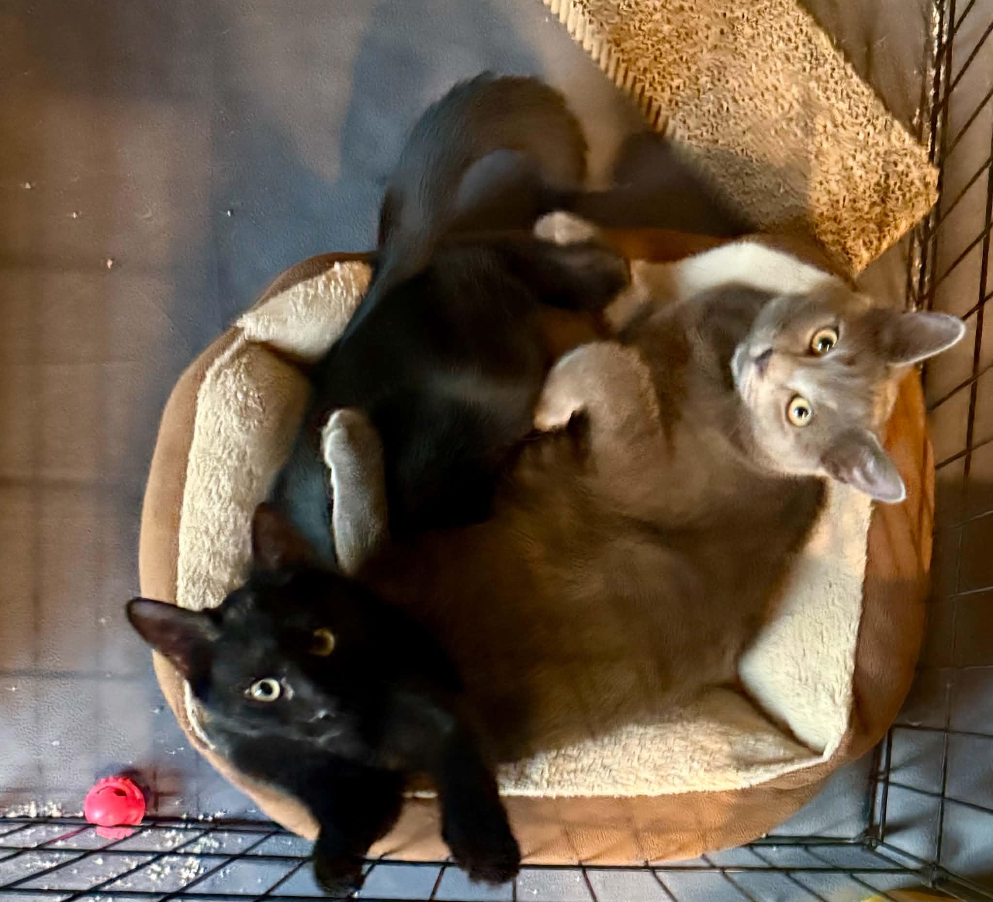 Enlarge Fred & Ricky, a Adoptable Domestic Medium Hair in Mechanicsburg, PA image 4/5