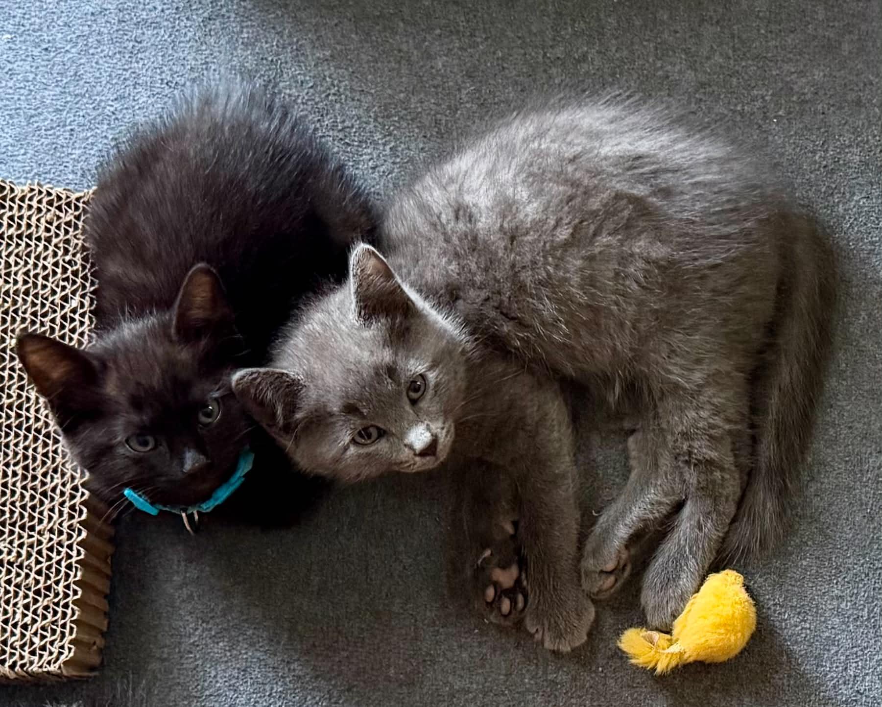 Fred & Ricky, Adoptable, Kitten Male Domestic Medium Hair.