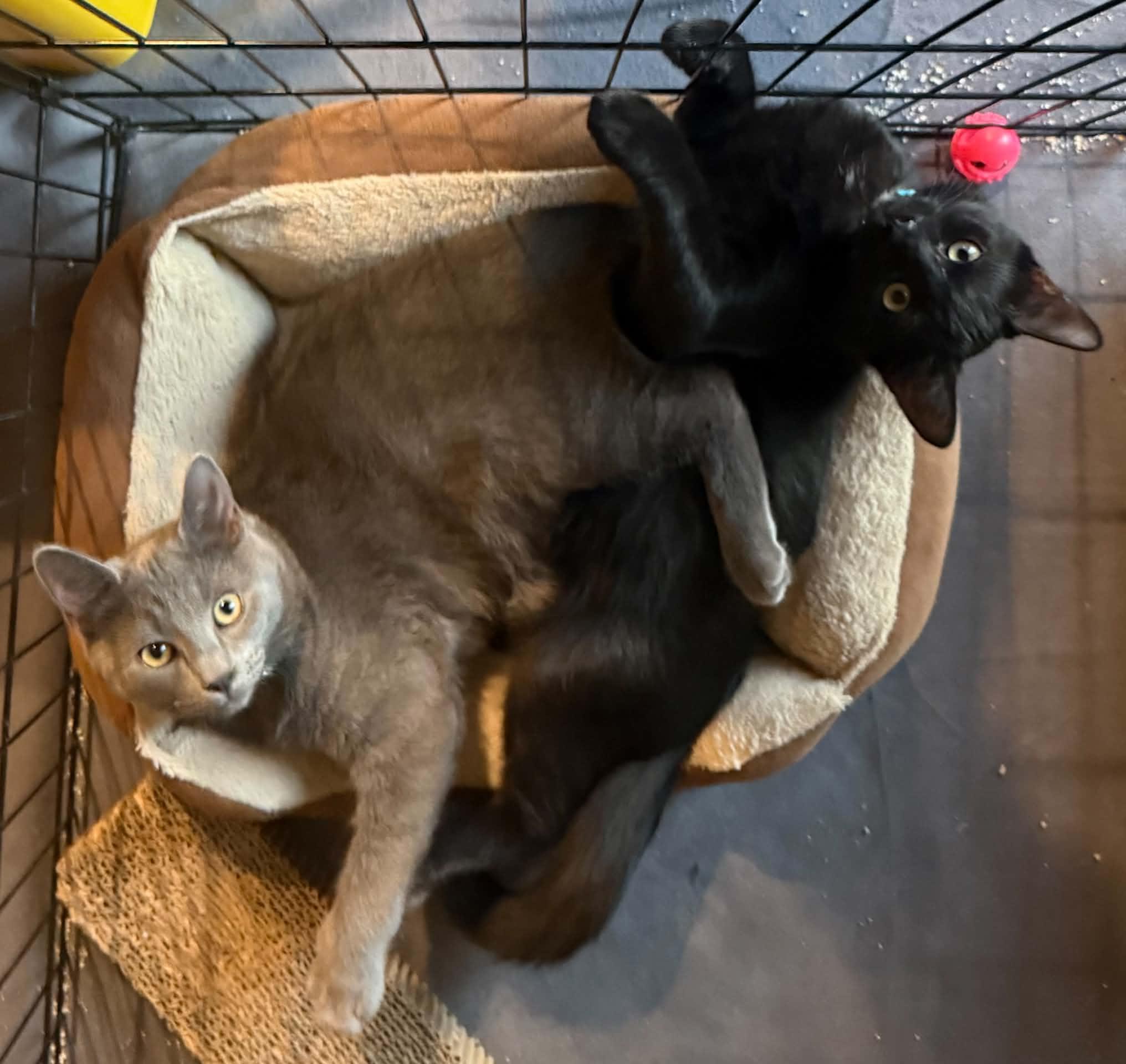 Enlarge Fred & Ricky, a Adoptable Domestic Medium Hair in Mechanicsburg, PA image 5/5