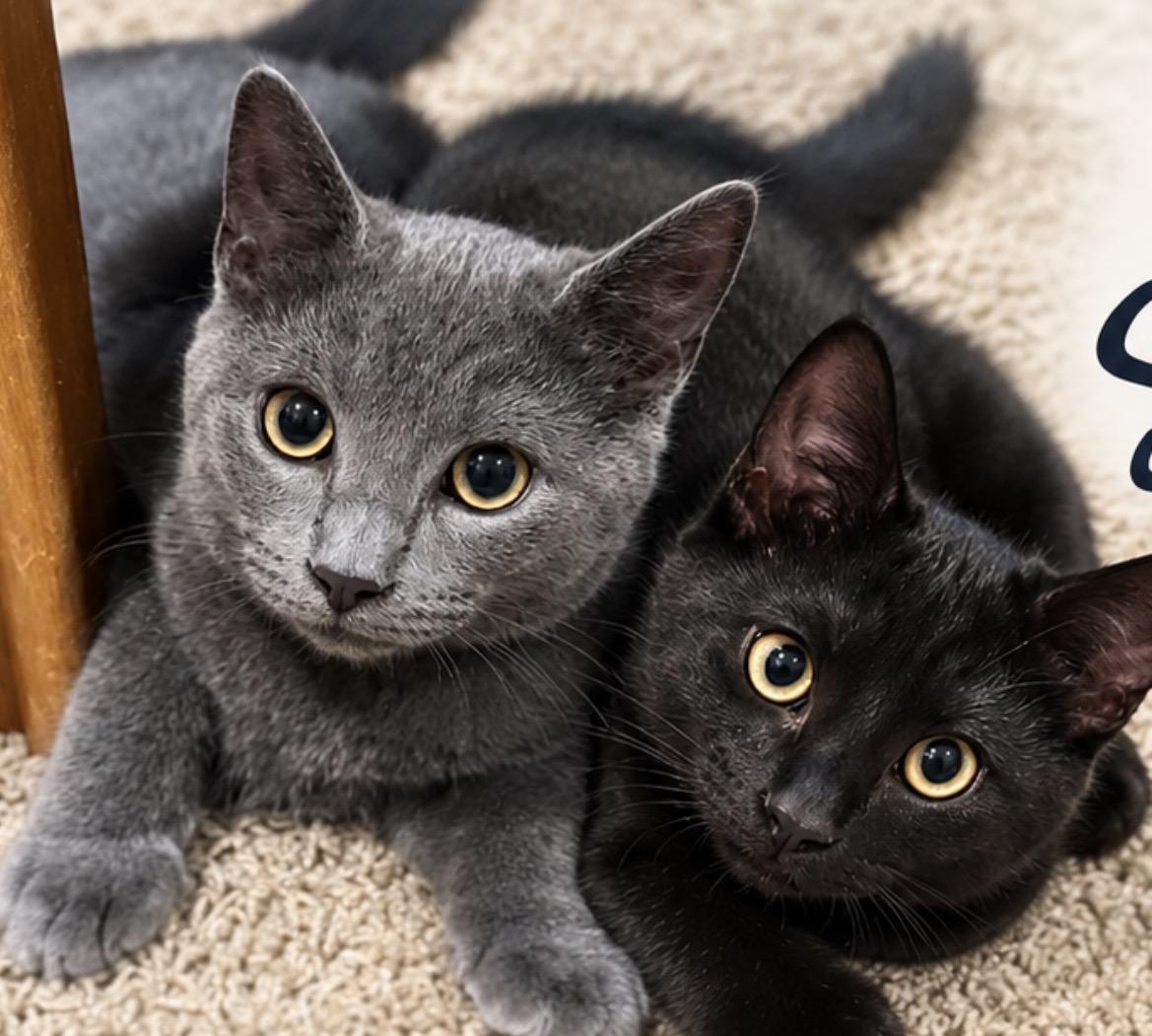 Fred & Ricky, Adoptable, Kitten Male Domestic Medium Hair.