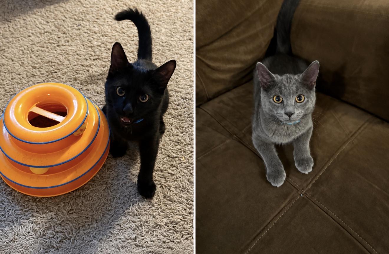 Enlarge Fred & Ricky, a Adoptable Domestic Medium Hair in Mechanicsburg, PA image 1/5