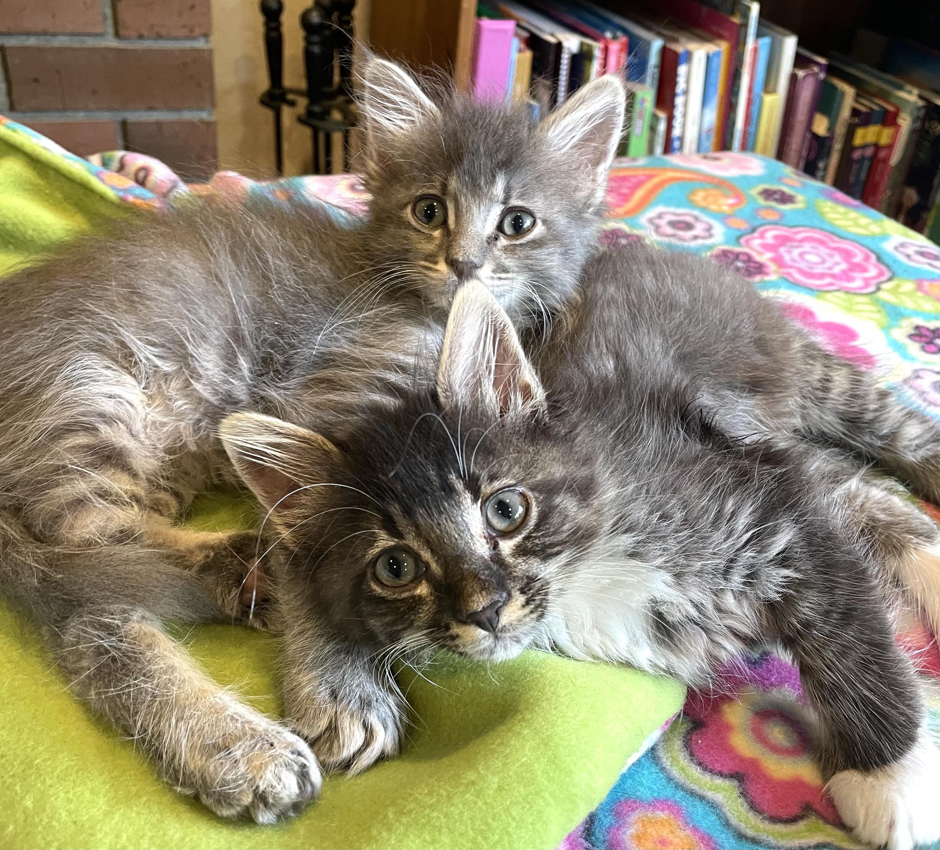 Cyrus & Helios, adopted, Kitten Male Domestic Short Hair.